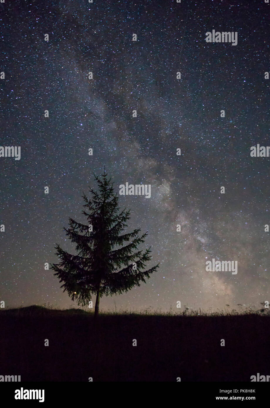 Beautiful night sky with Milky Way over lonely fir tree Stock Photo - Alamy