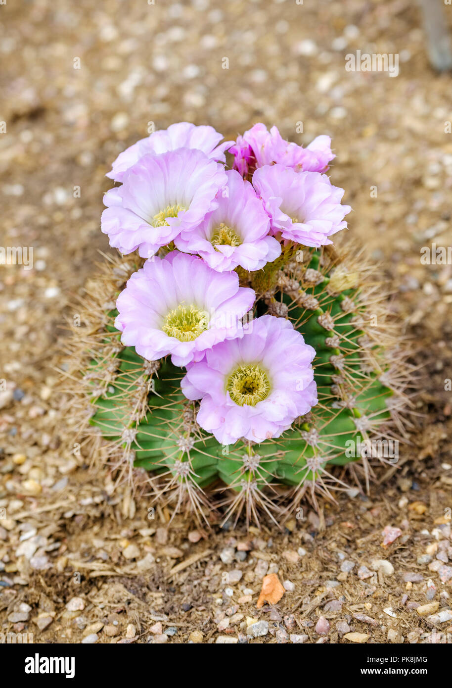 Close-up of Acanthocalycium spiniflorum, also known as Echinopsis spiniflora, in flower Stock Photo