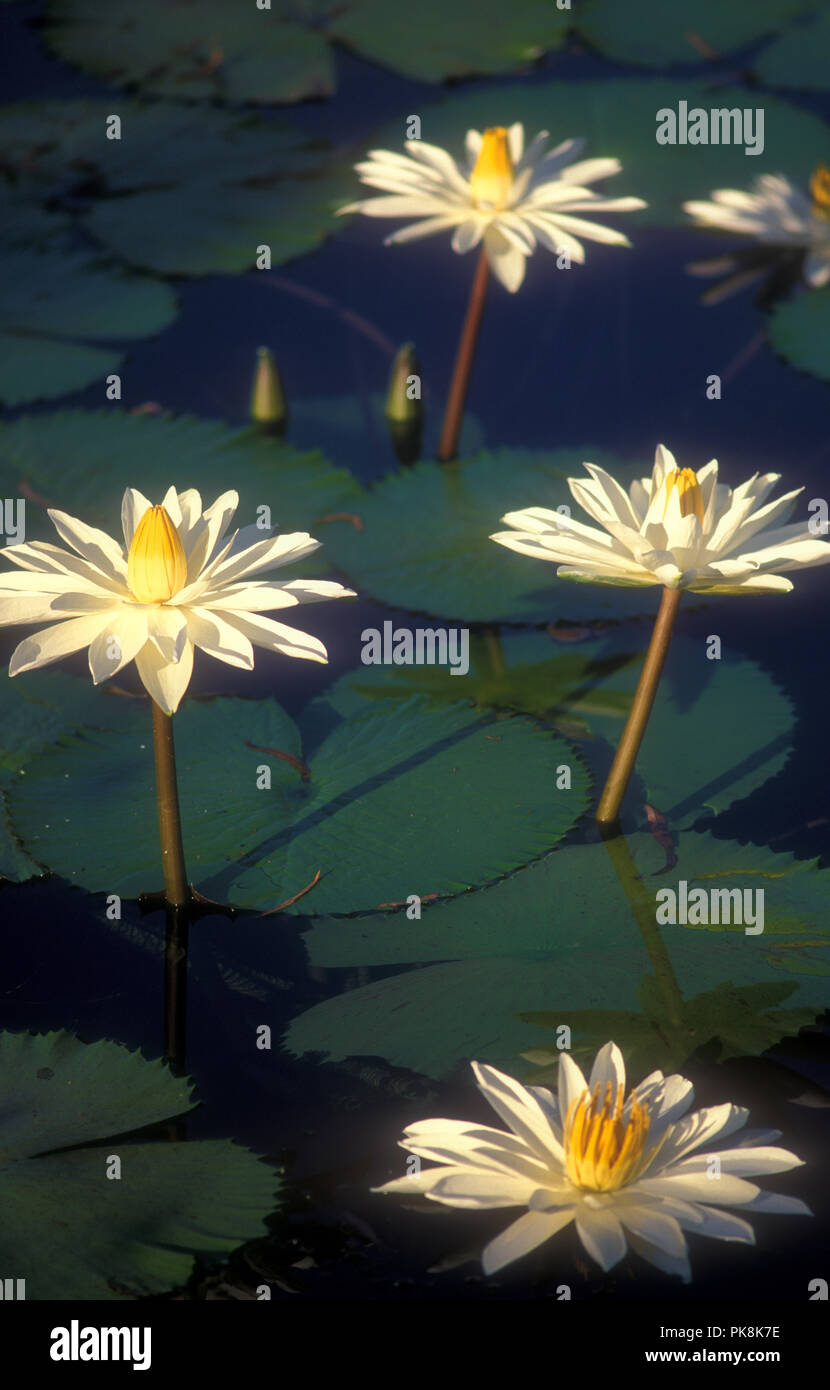 Aquatic plants water lilies hires stock photography and images Alamy