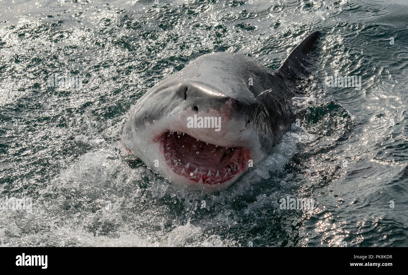 Great white shark, Carcharodon carcharias, with open mouth. Great White Shark (Carcharodon carcharias) in ocean water an attack. Hunting of a Great Wh Stock Photo