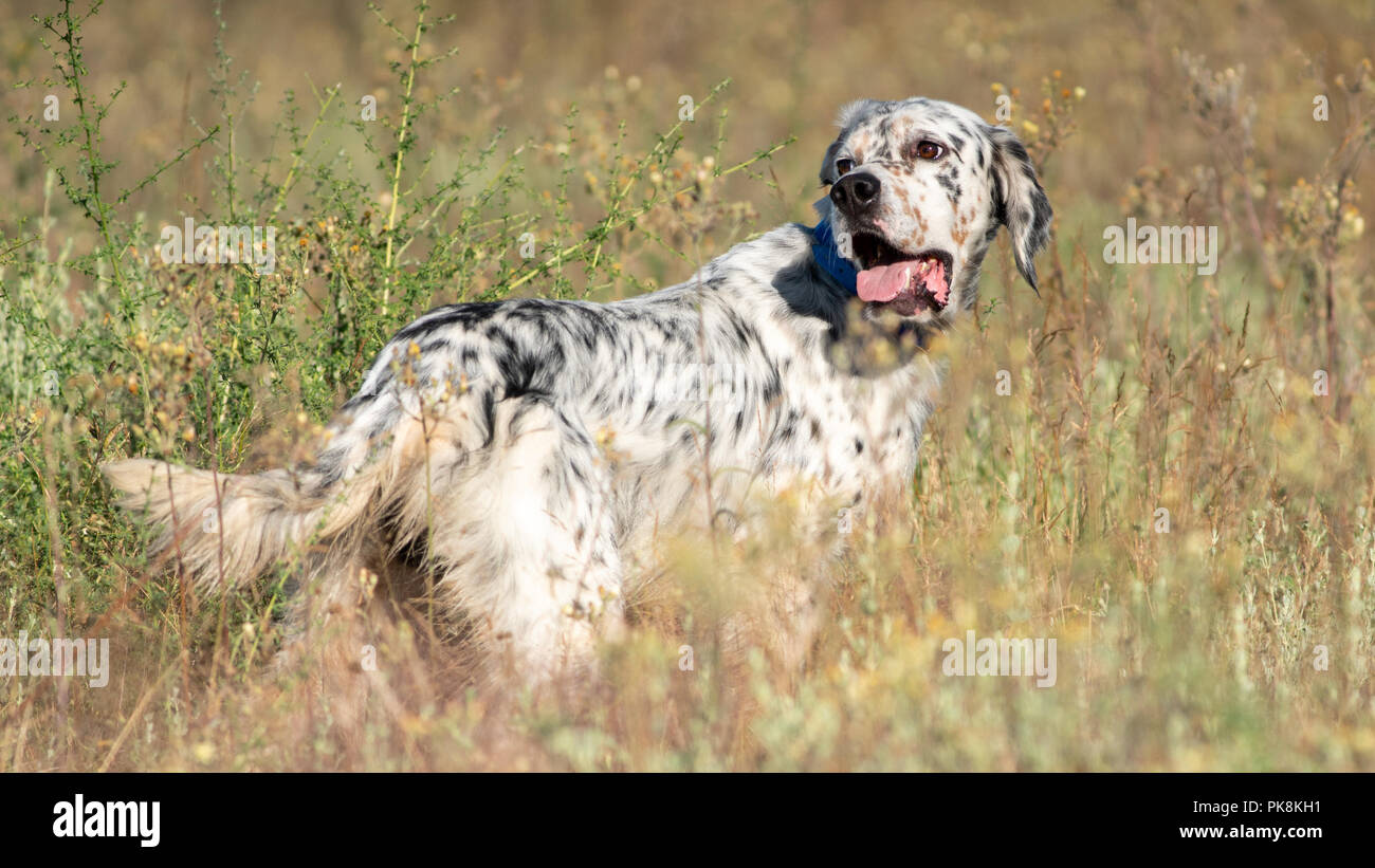 Long haired english pointer discount