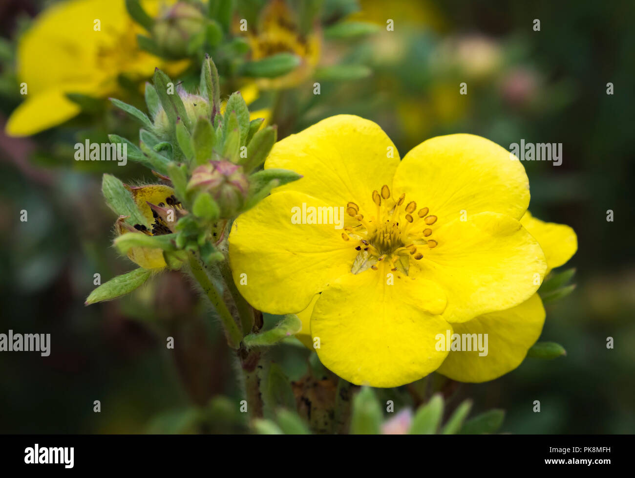 Potentilla fruticosa 'Sommerflor' (AKA Shrubby Cinquefoil 'Sommerflor'), a yellow bushy deciduous shrub in early Autumn in West Sussex, England, UK. Stock Photo
