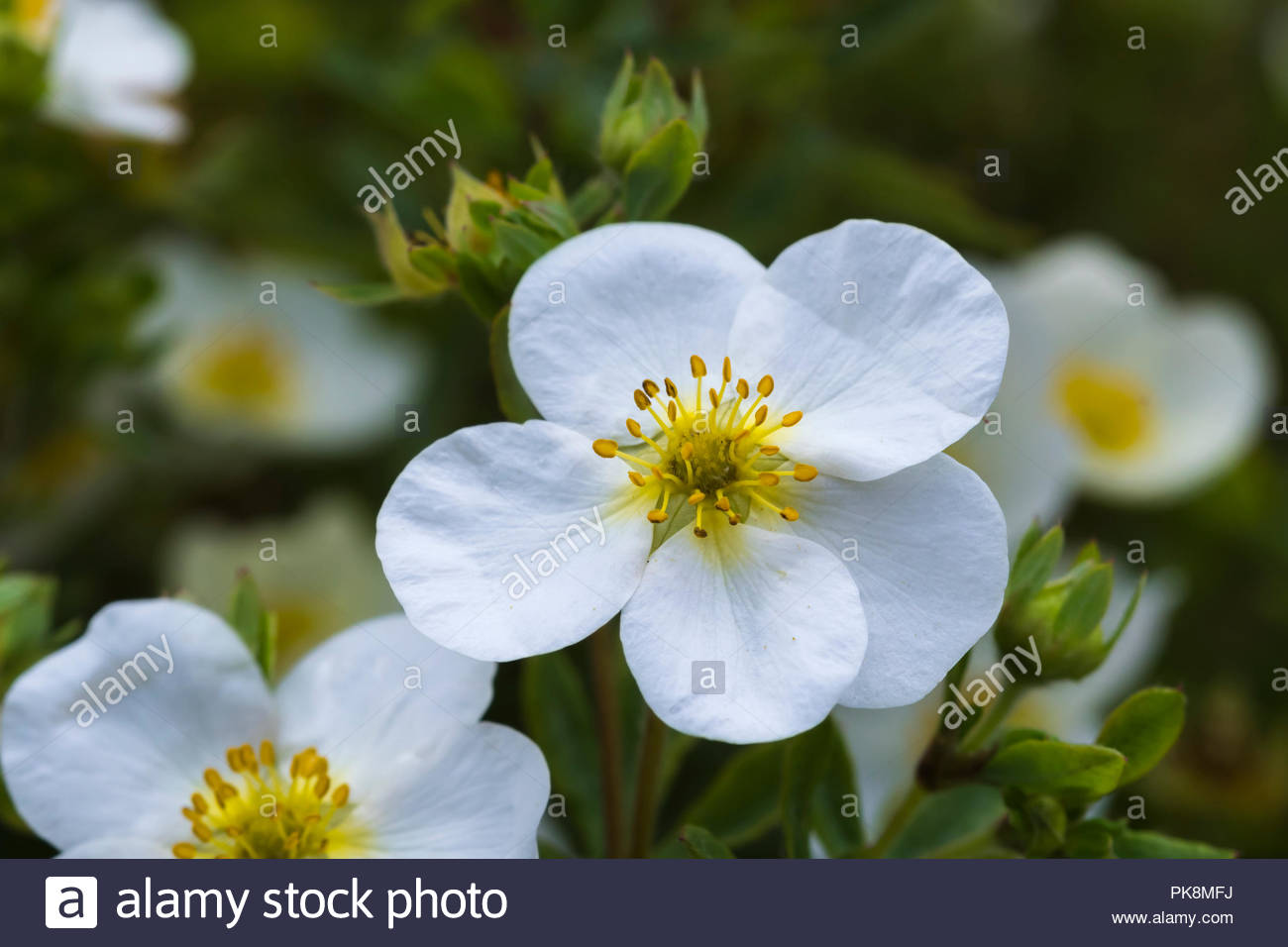 Future Plants By Randy Stewart Potentilla