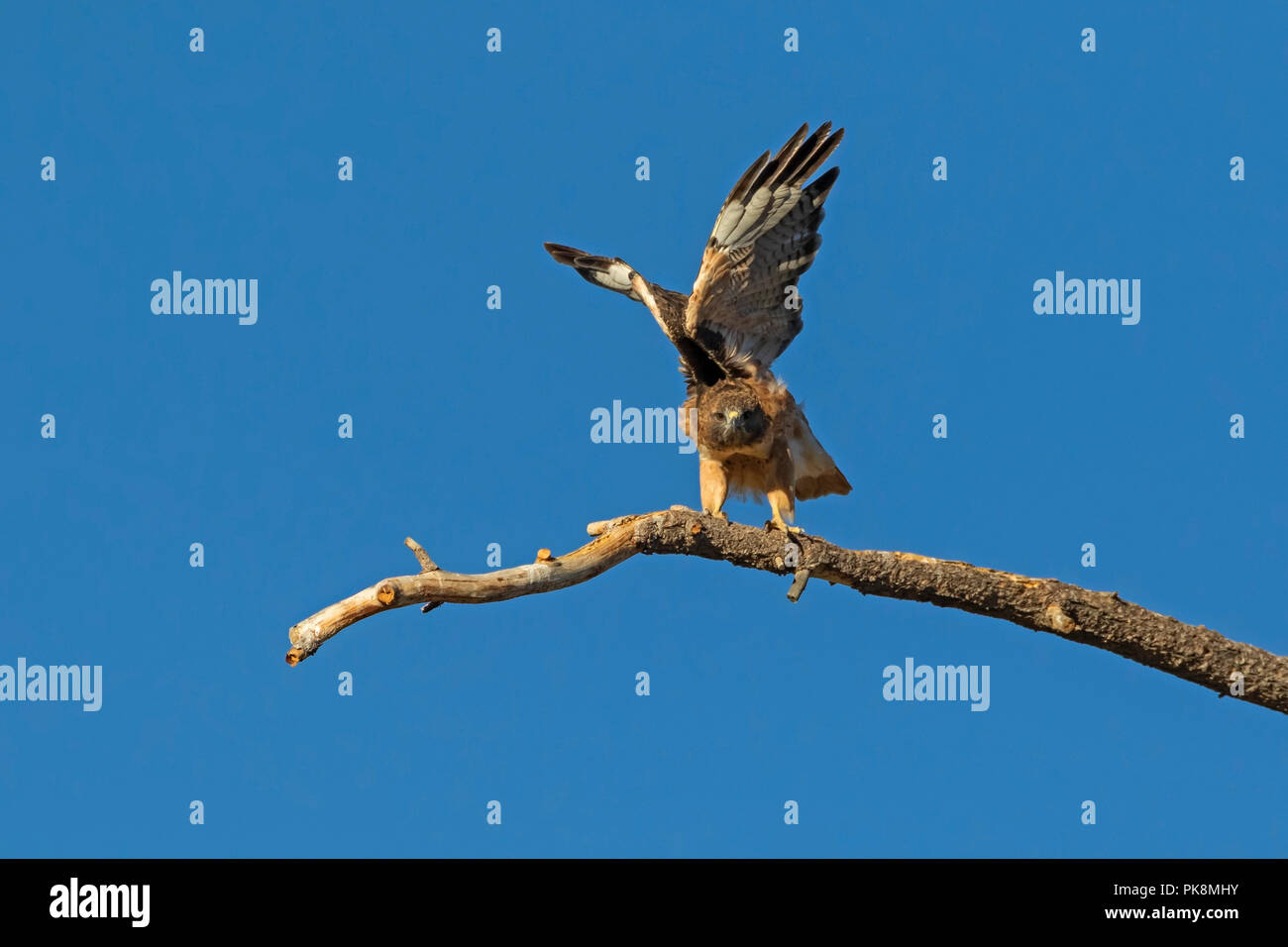 Bird red-tail hawk flying in California Stock Photo
