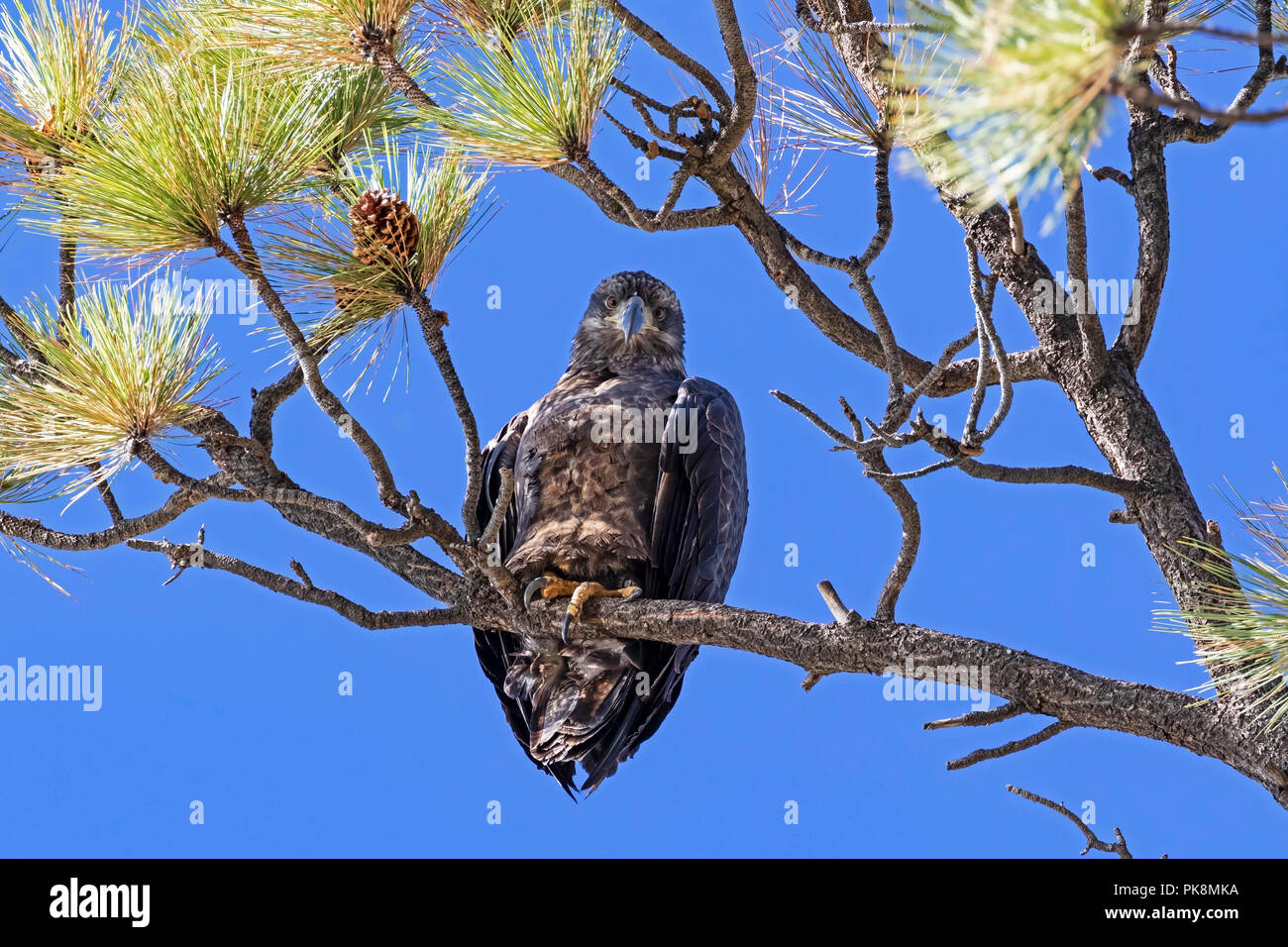 Bird juvenile bald eagle at Big Bear Lake in California Stock Photo - Alamy