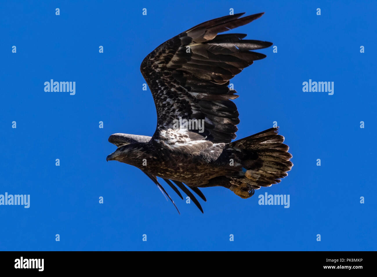 Bird juvenile bald eagle at Big Bear Lake in California Stock Photo - Alamy