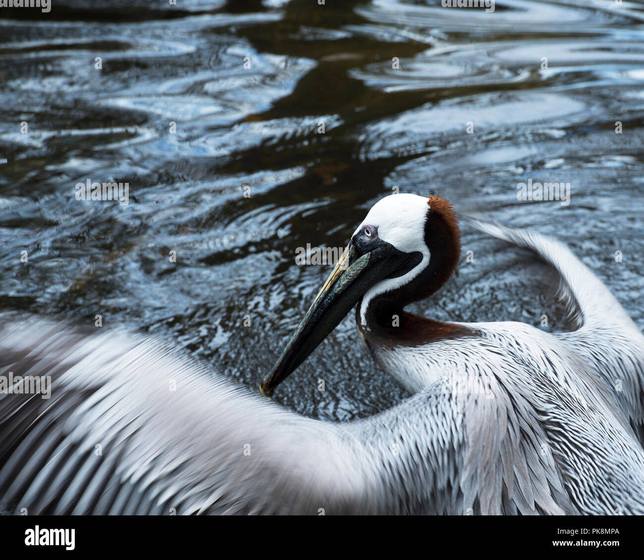 Brown pelican enjoying life Stock Photo - Alamy