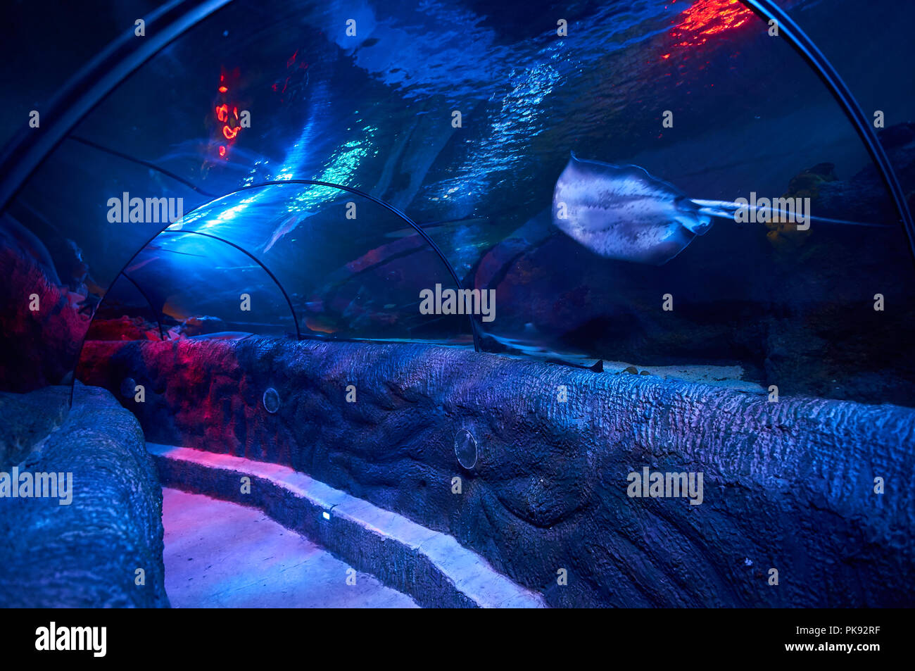 Ocean Tunnel an underwater visitor attraction in Loch Lomond Sea Life aquarium allows visitors