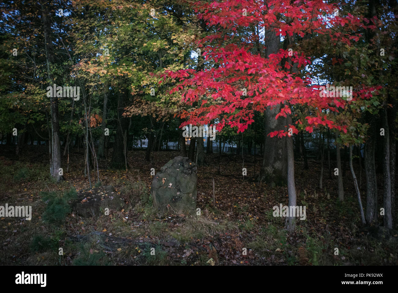 Arpi Pap Studio  Images Stock Photo