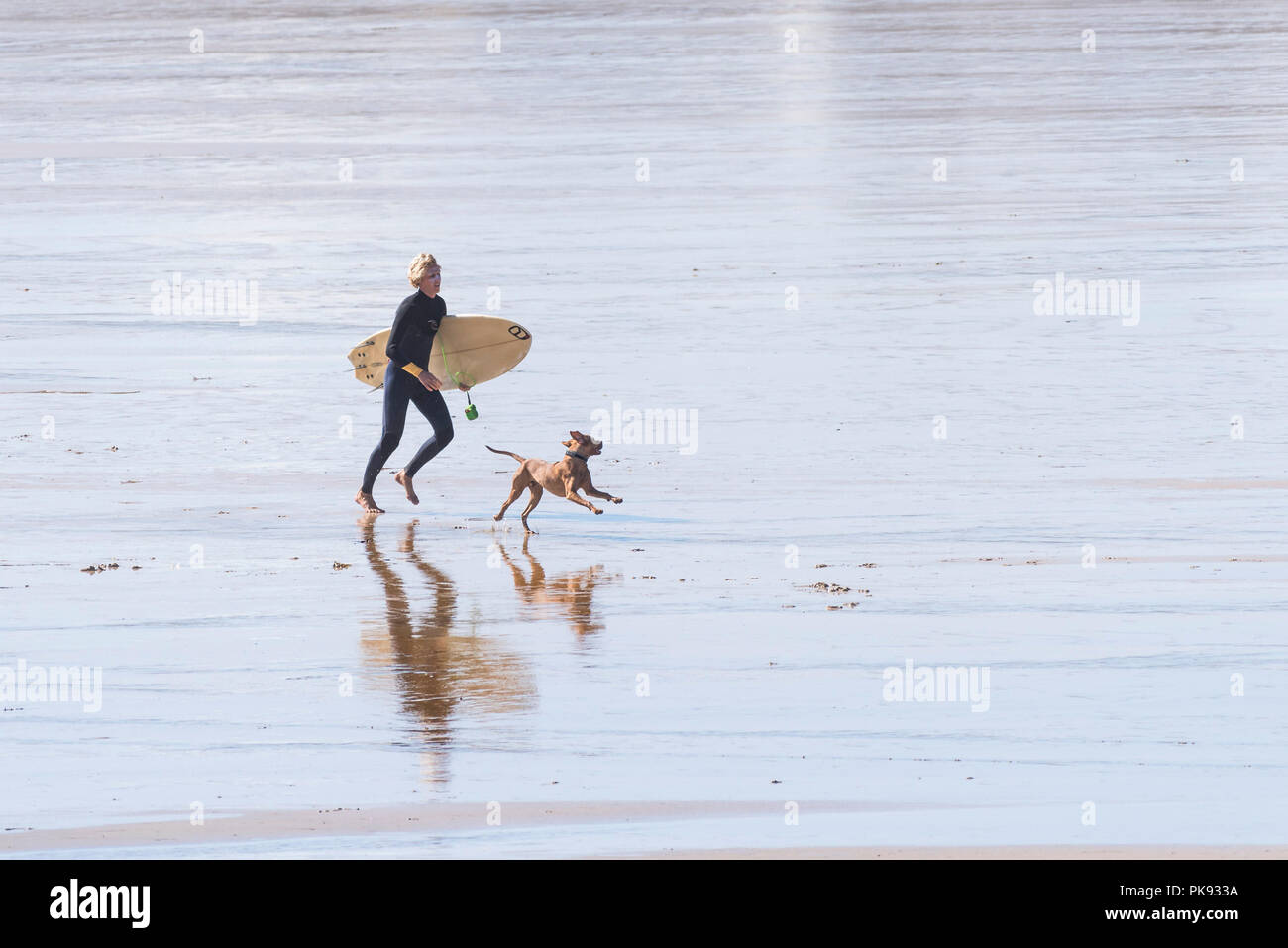 A dog running alongside a surfer on Fistral Beach in Newquay Cornwall. Stock Photo