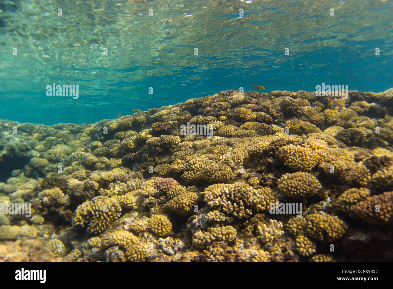 Healthy coral of the genus Pocillopora in the shallows of Makatea Island in French Polynesia Stock Photo
