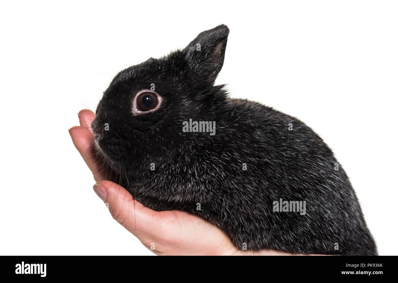 Dwarf rabbit held in hand against white background Stock Photo - Alamy
