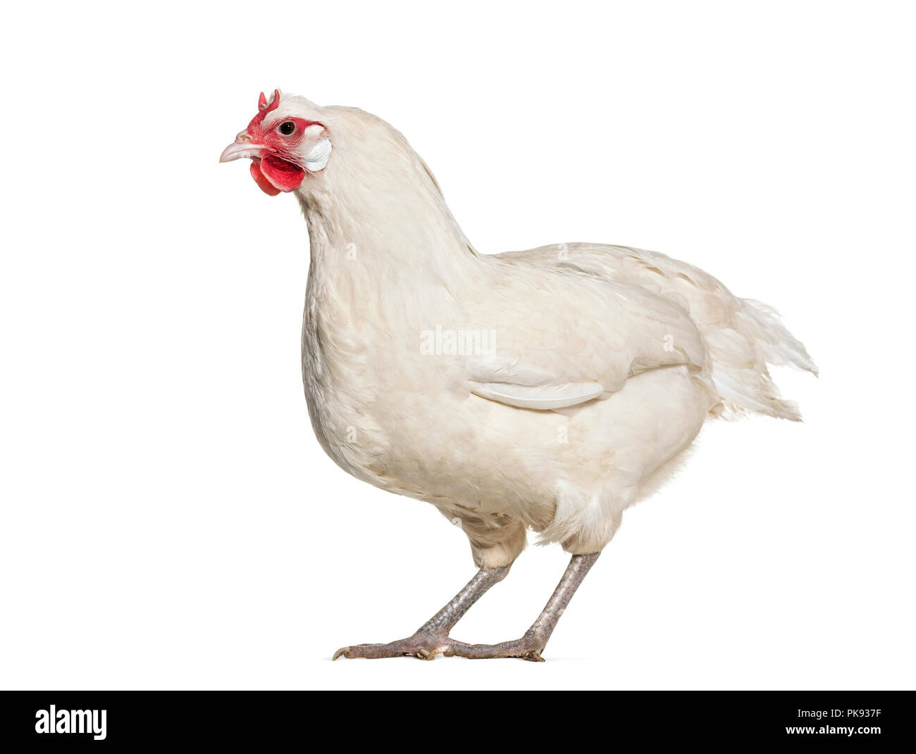 La Fleche chicken standing against white background Stock Photo Alamy