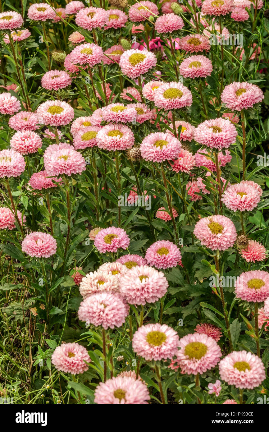 Pink China Aster, Callistephus chinensis 'Matsumoto Pink' Stock Photo