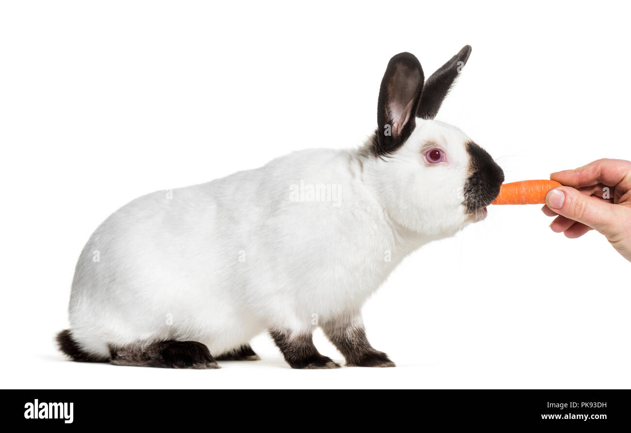 Russian rabbit being fed carrot against white background Stock Photo Alamy
