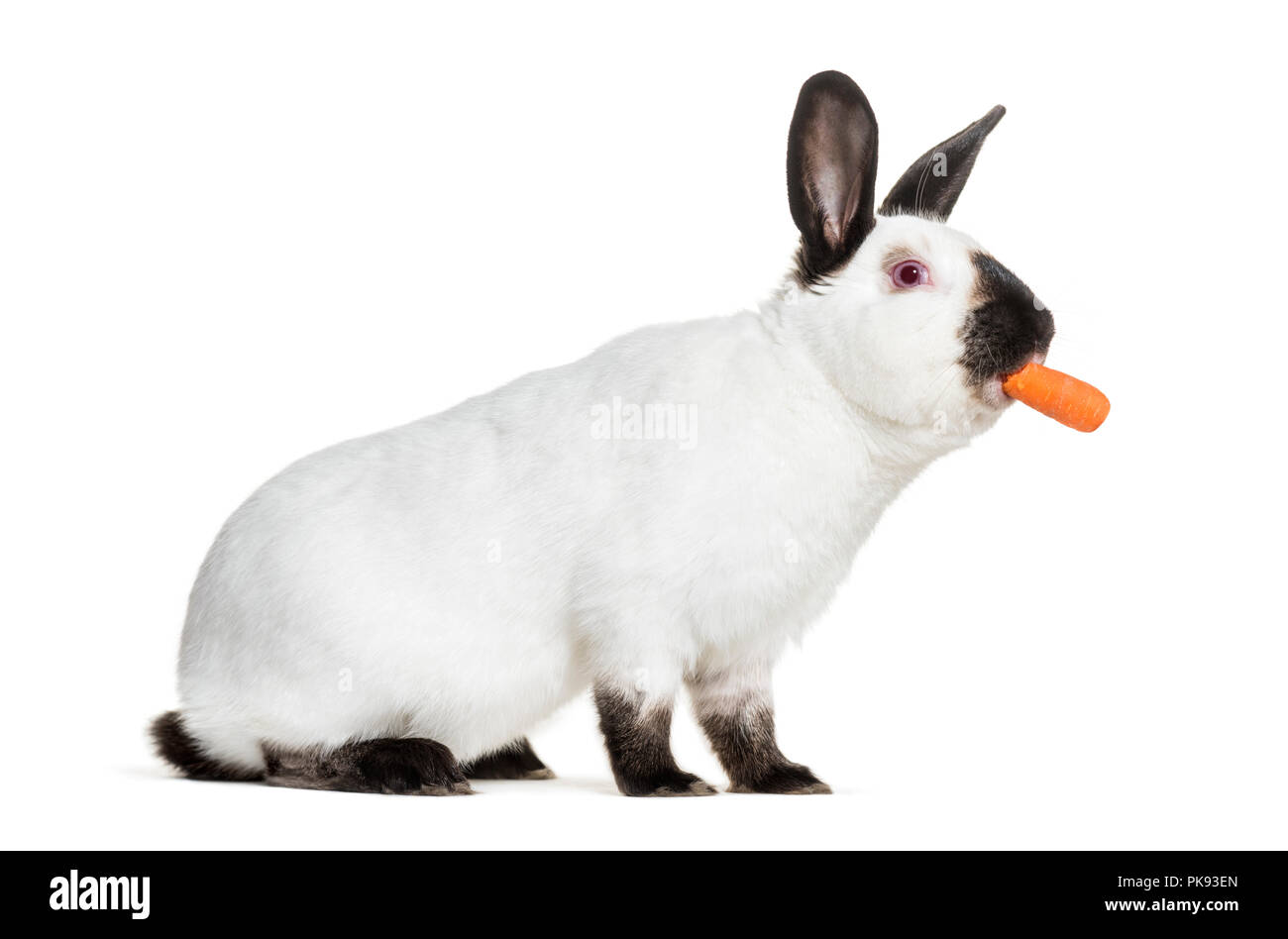 Russian rabbit holding carrot in mouth against white background Stock