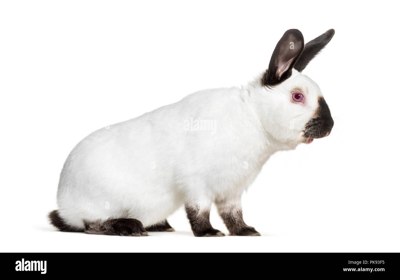 Russian rabbit sitting against white background Stock Photo Alamy