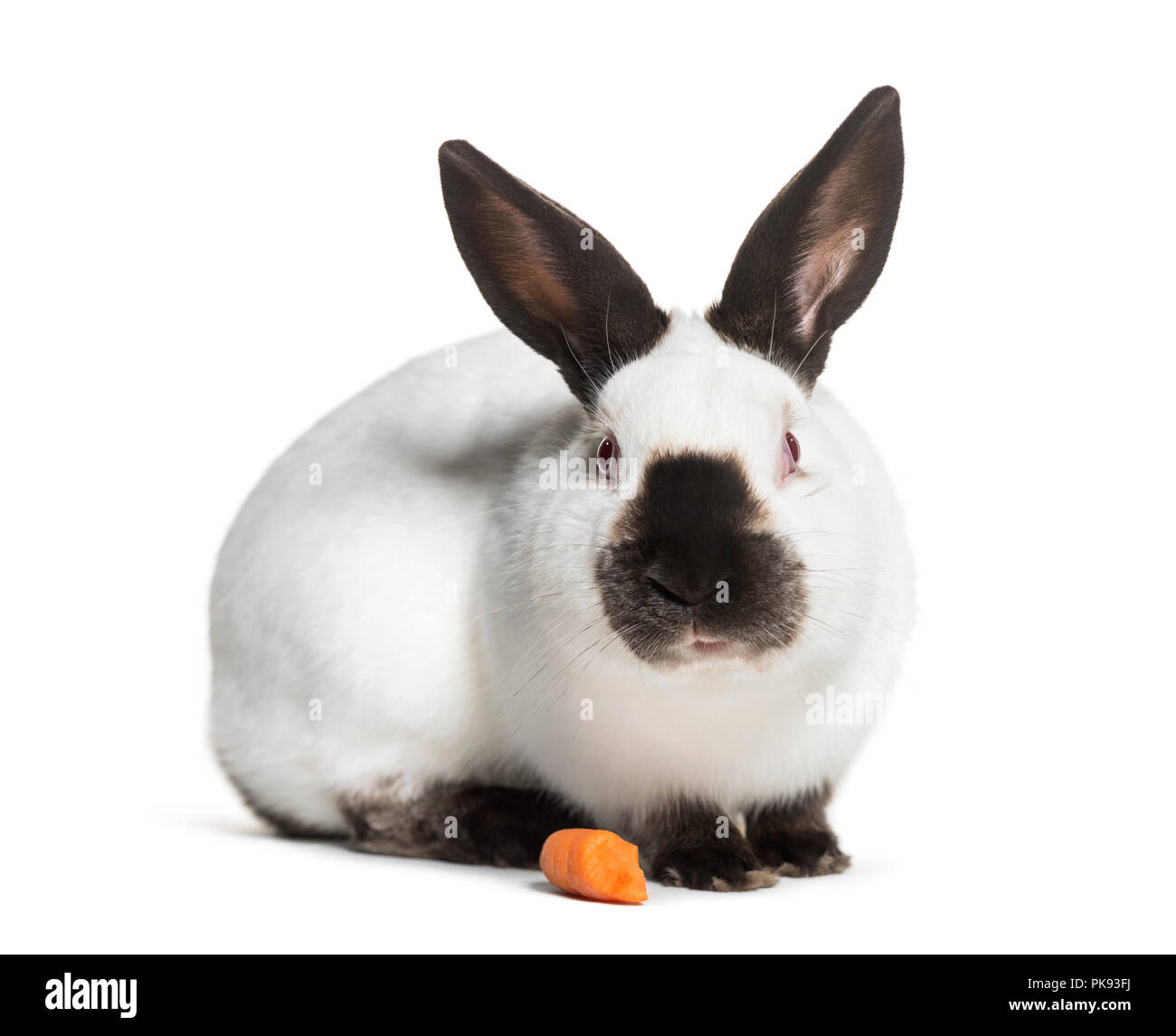 Russian rabbit sitting against white background Stock Photo Alamy