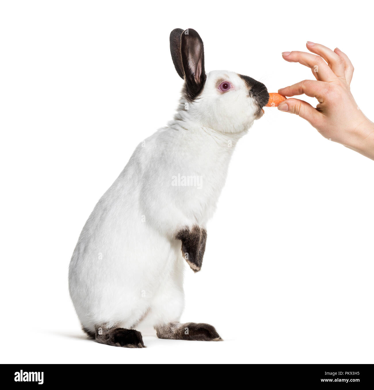 Russian rabbit standing against white background Stock Photo Alamy