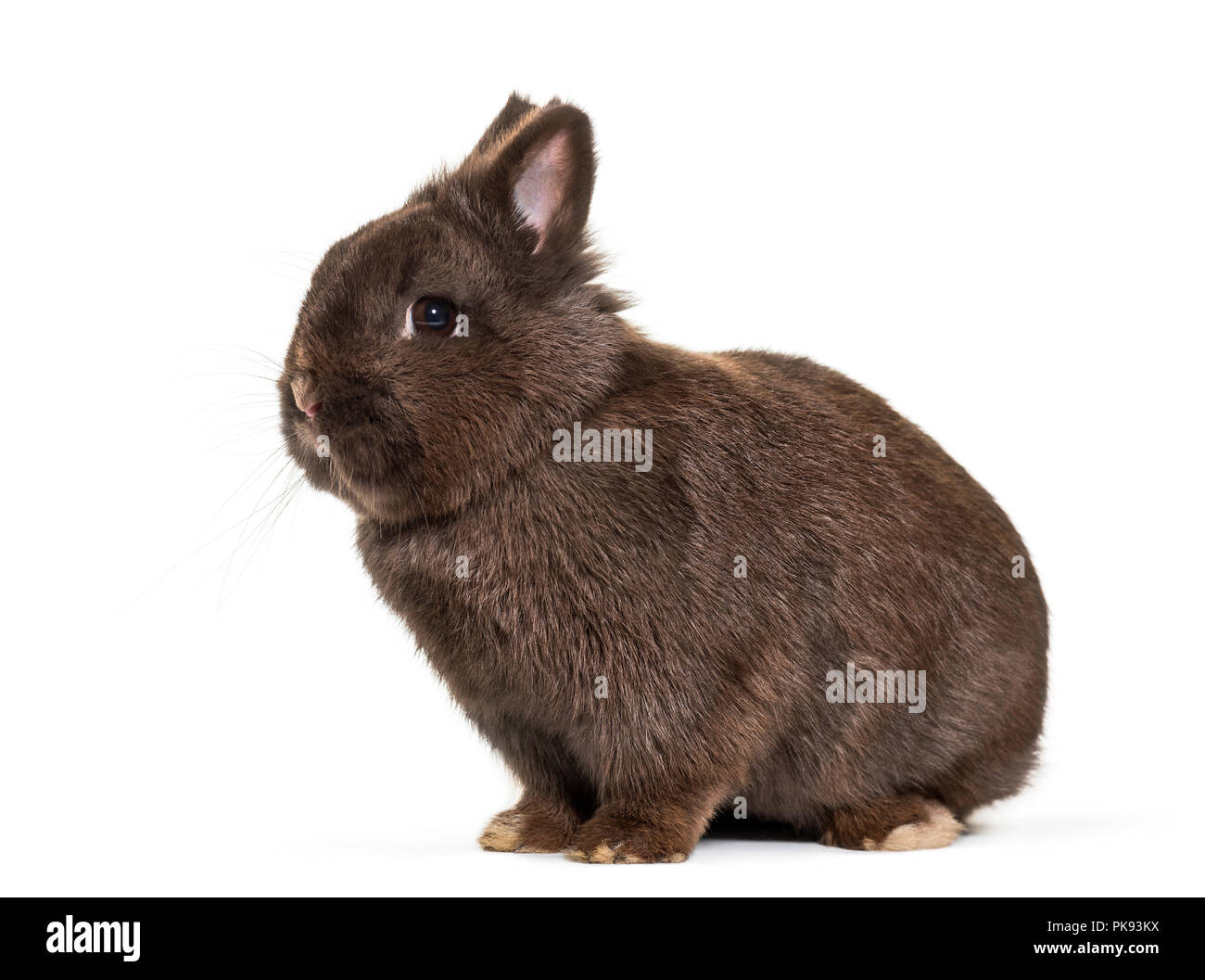 Dwarf rabbit, sitting against white background Stock Photo - Alamy