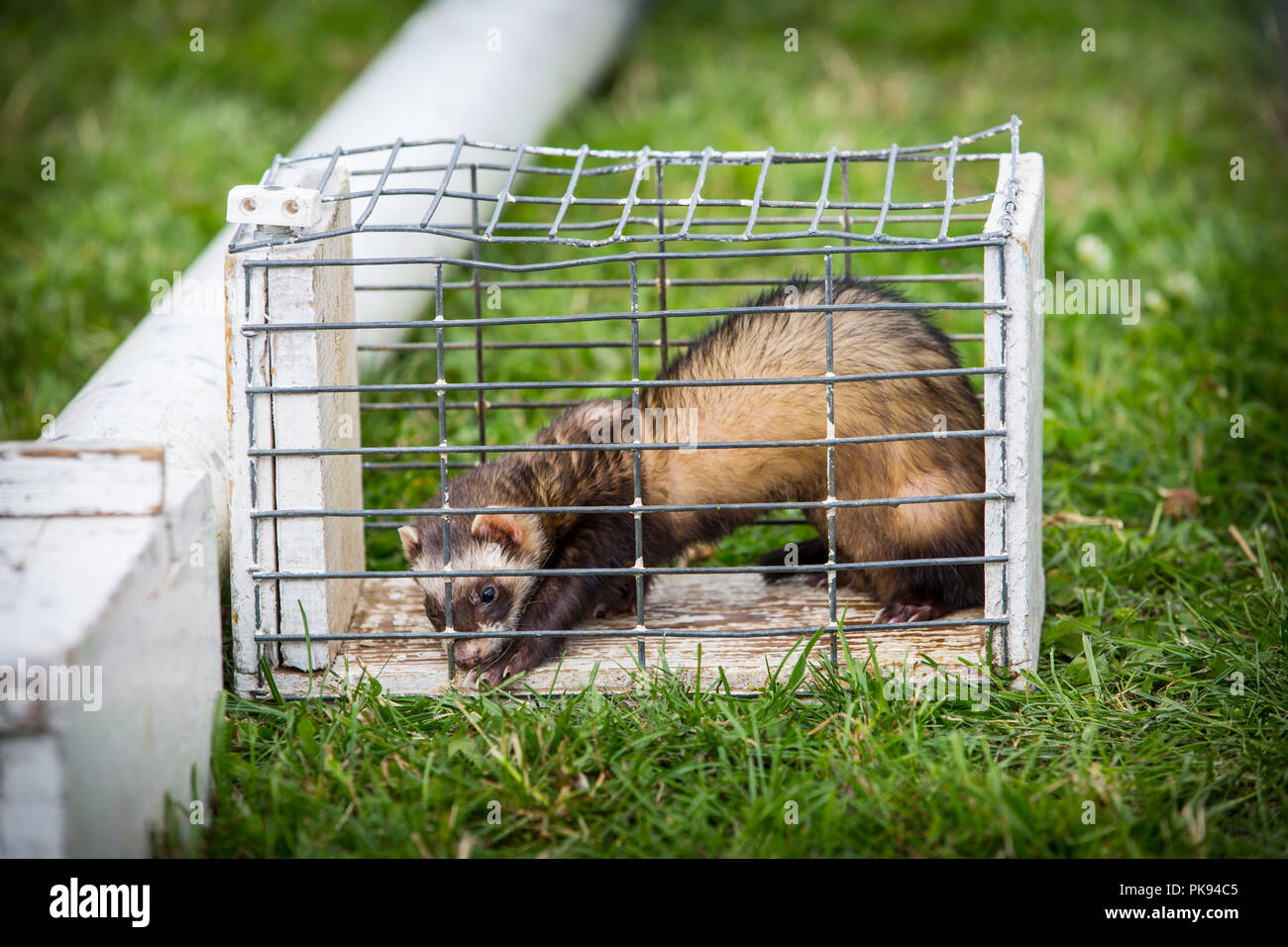 A brown ferret sitting inside a small wire cage ready for ferret racing at The Lowland Games in Somerset Stock Photo