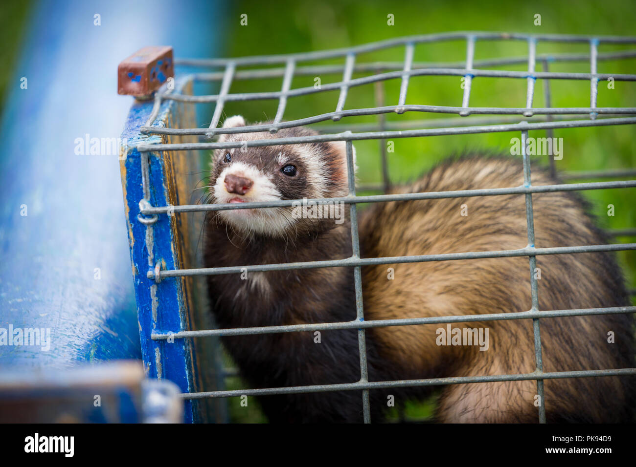 A brown ferret sitting inside a small wire cage ready for ferret racing at The Lowland Games in Somerset Stock Photo