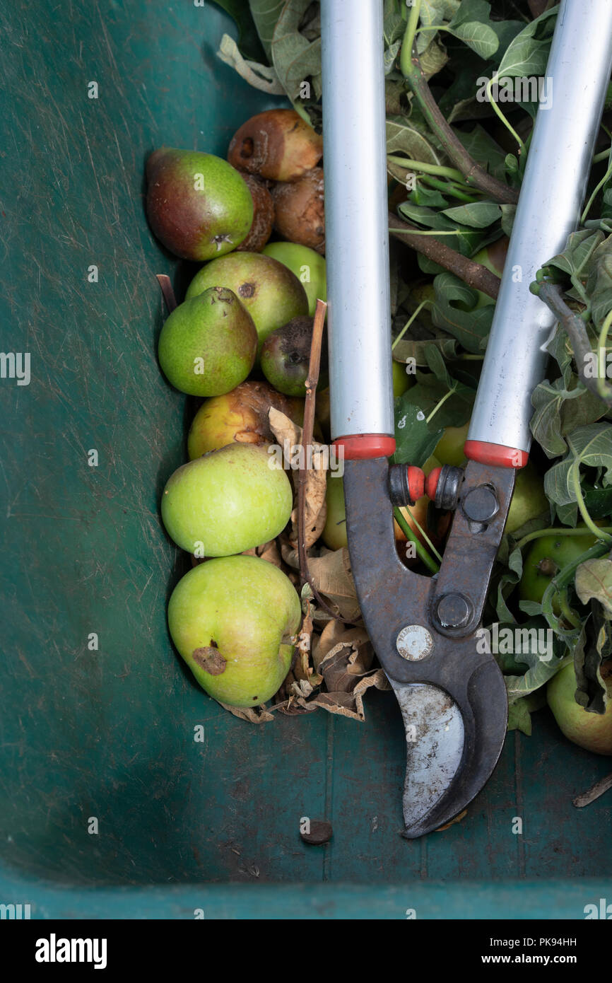 Tree loppers and garden waste from an apple and pera orchard in a wheel barrow. UK Stock Photo
