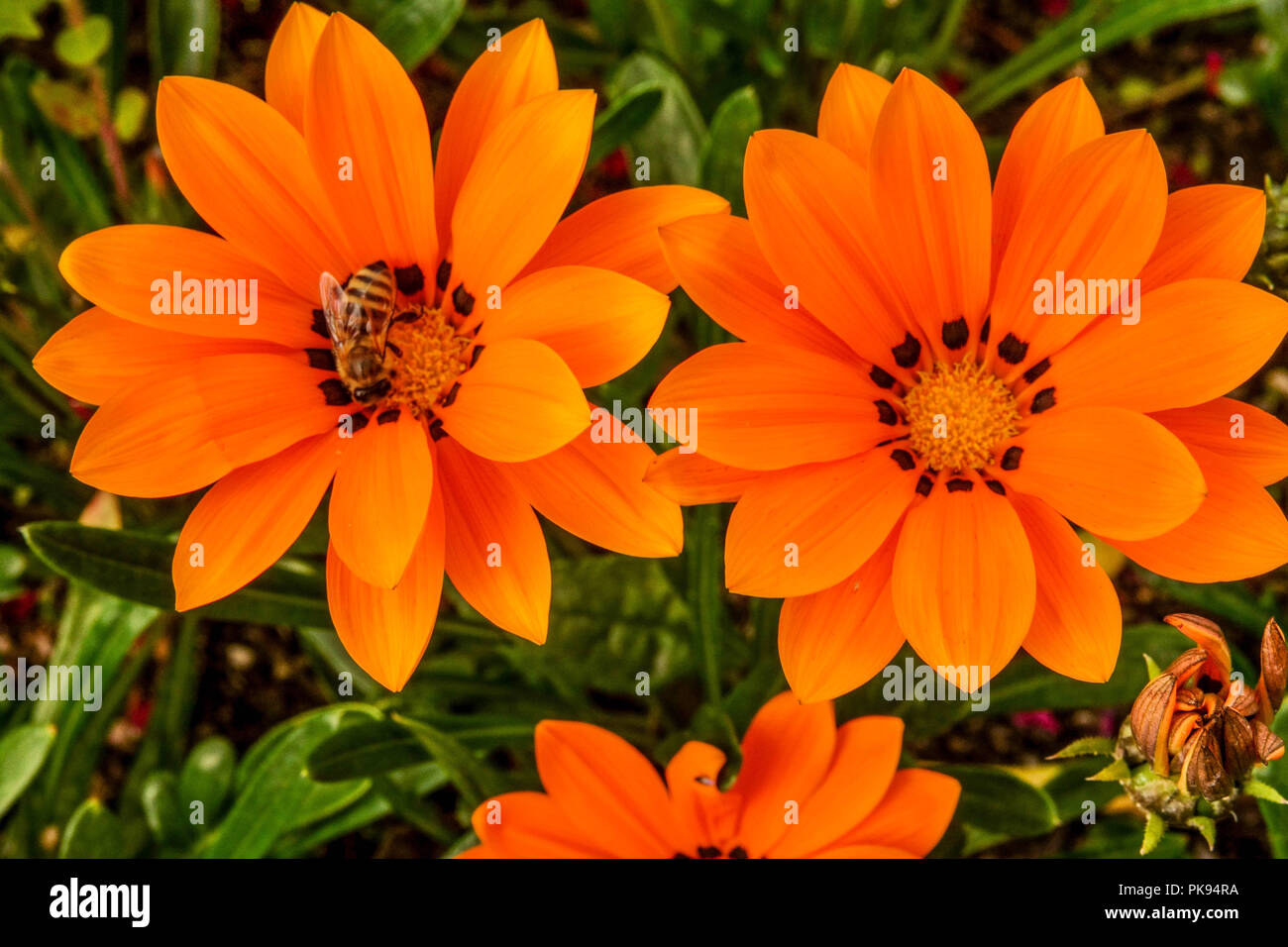 Gazania rigens " Orange Kiss ", Treasure flower, bee on flower Stock