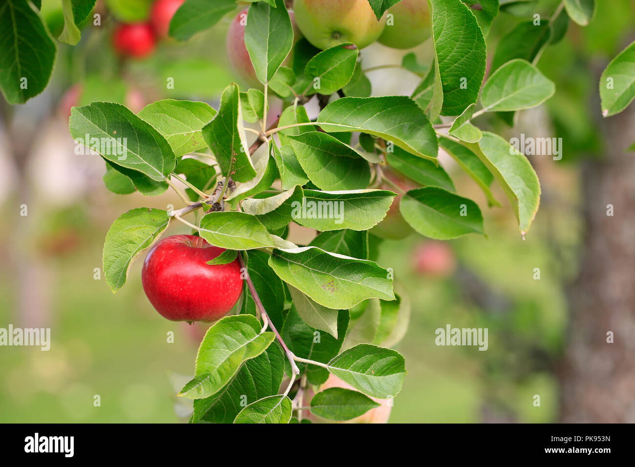 Red ripe apple growing on the apple tree branch with green foliage in early autumn. Stock Photo