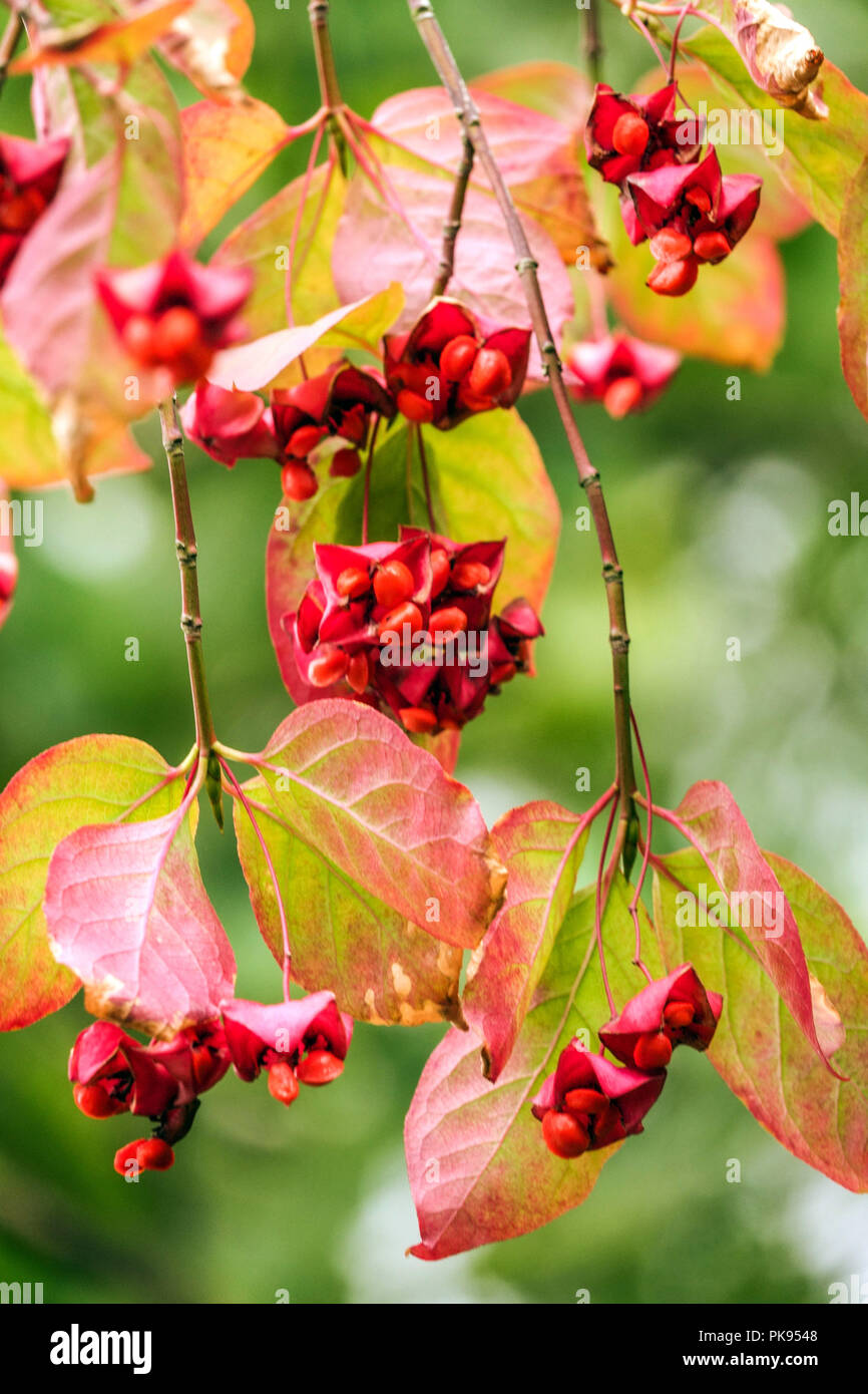 Euonymus latifolius, broadleaf spindle Stock Photo