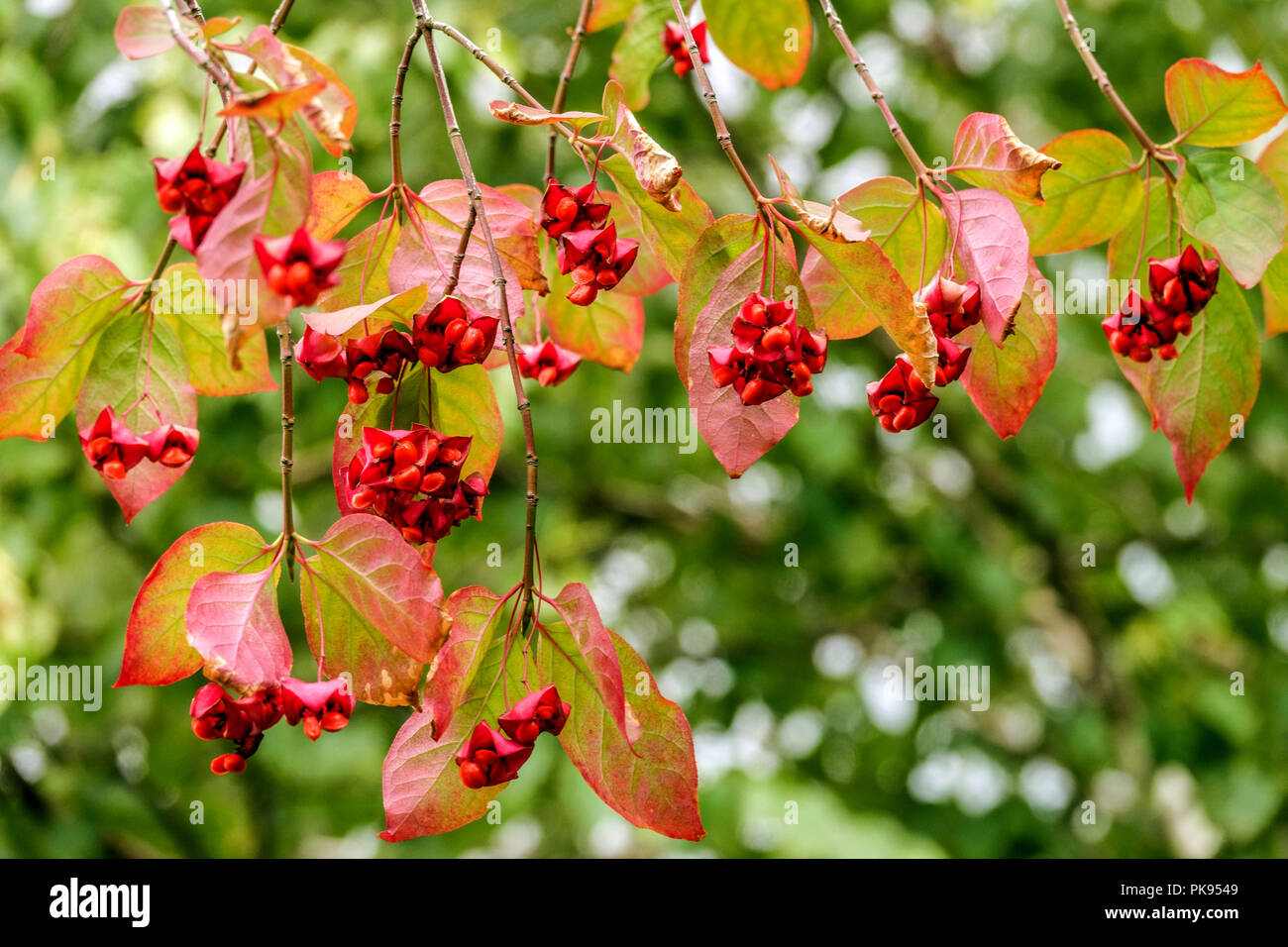 Euonymus latifolius, broadleaf Spindle berries Stock Photo