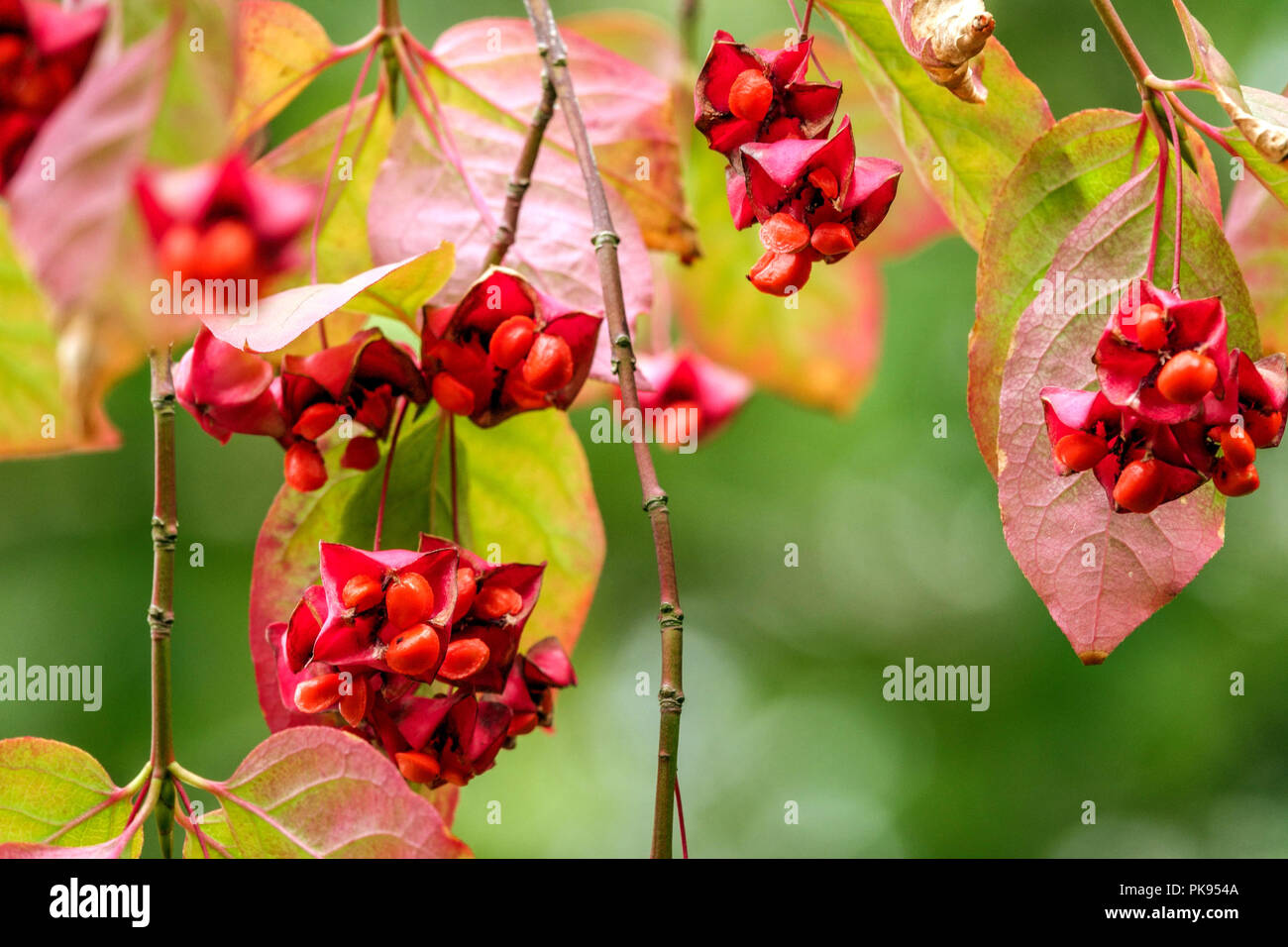 Euonymus latifolius, broadleaf spindle, garden foliage autumn Stock Photo
