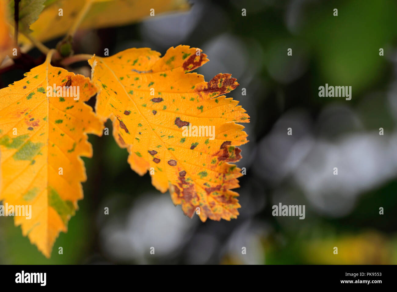 Close up of yellow Crataegus leaves in early autumn, copy space right, shallow depth of field. Stock Photo