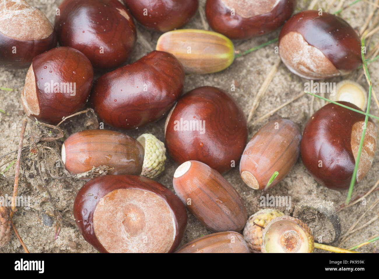autumn chestnuts and  acorns macro on sand Stock Photo