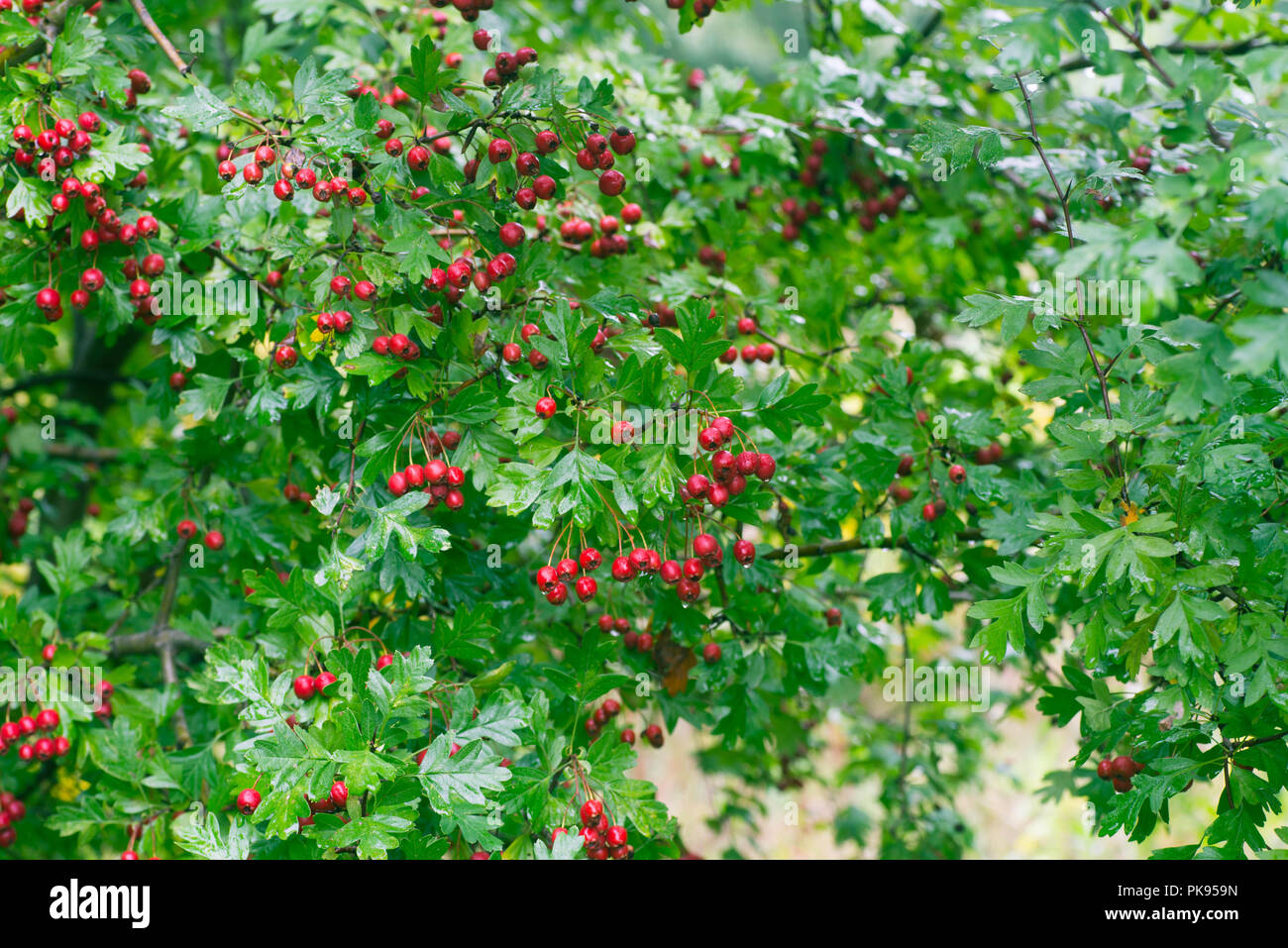 Crataegus hawthorn, thornapple, may-tree, whitethorn, or hawberry berries on twig macro Stock Photo