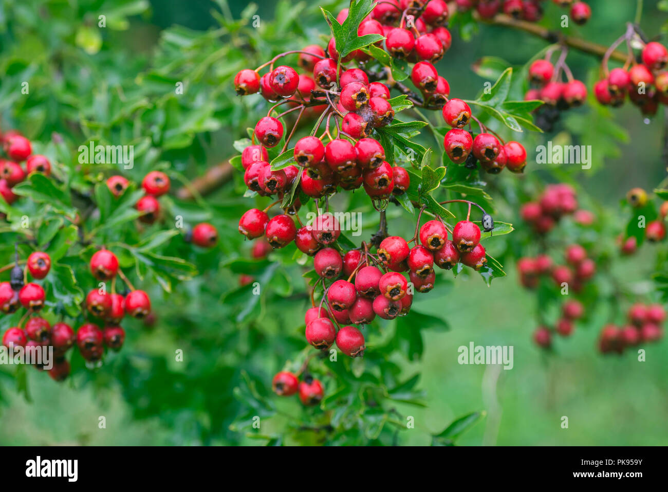 Crataegus hawthorn, thornapple, may-tree, whitethorn, or hawberry berries on twig macro Stock Photo