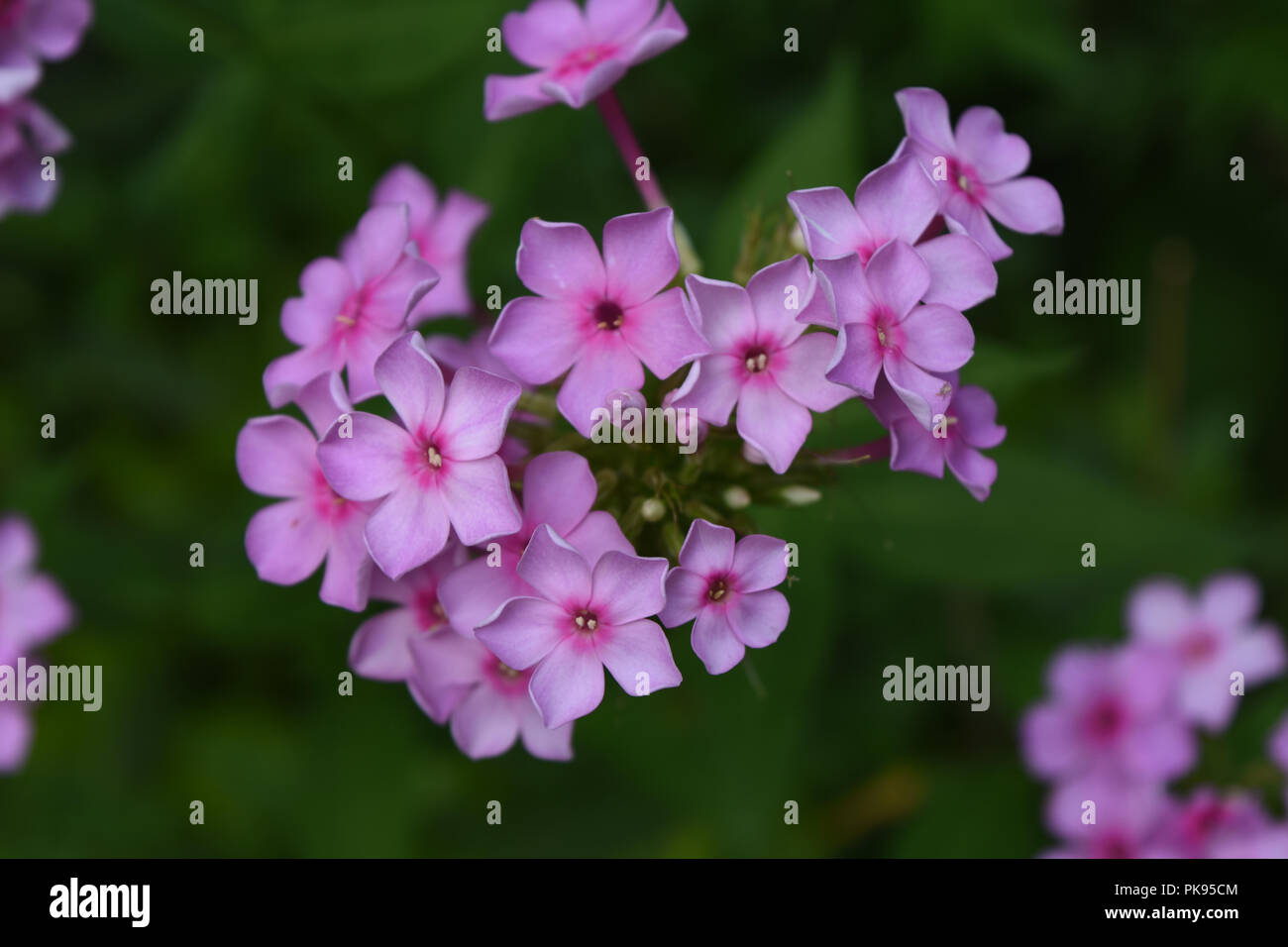 Very pretty light pink phlox flowers blooming in a garden Stock Photo ...