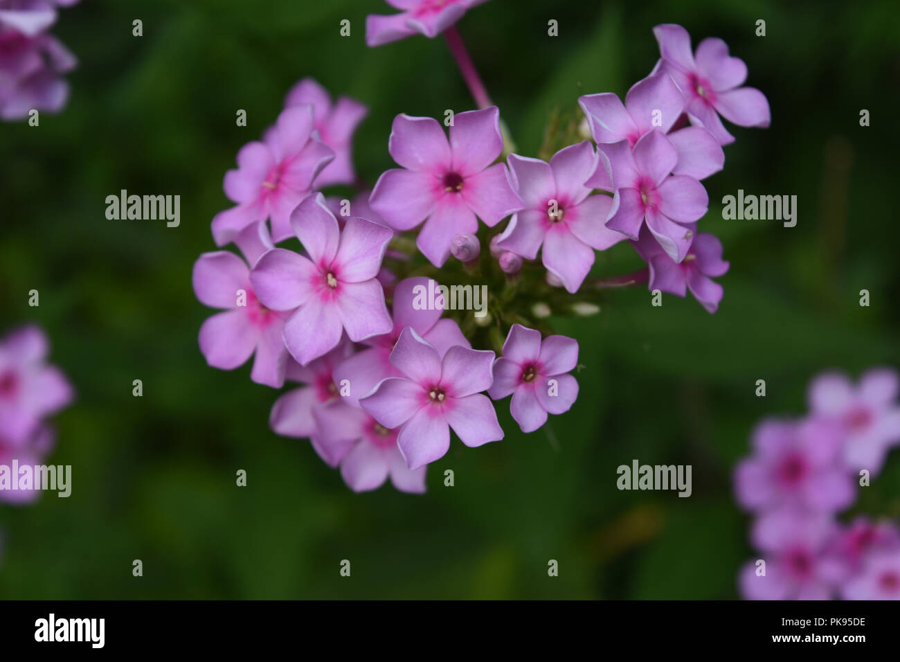 Pale pink phlox flowers in a garden blooming. Stock Photo