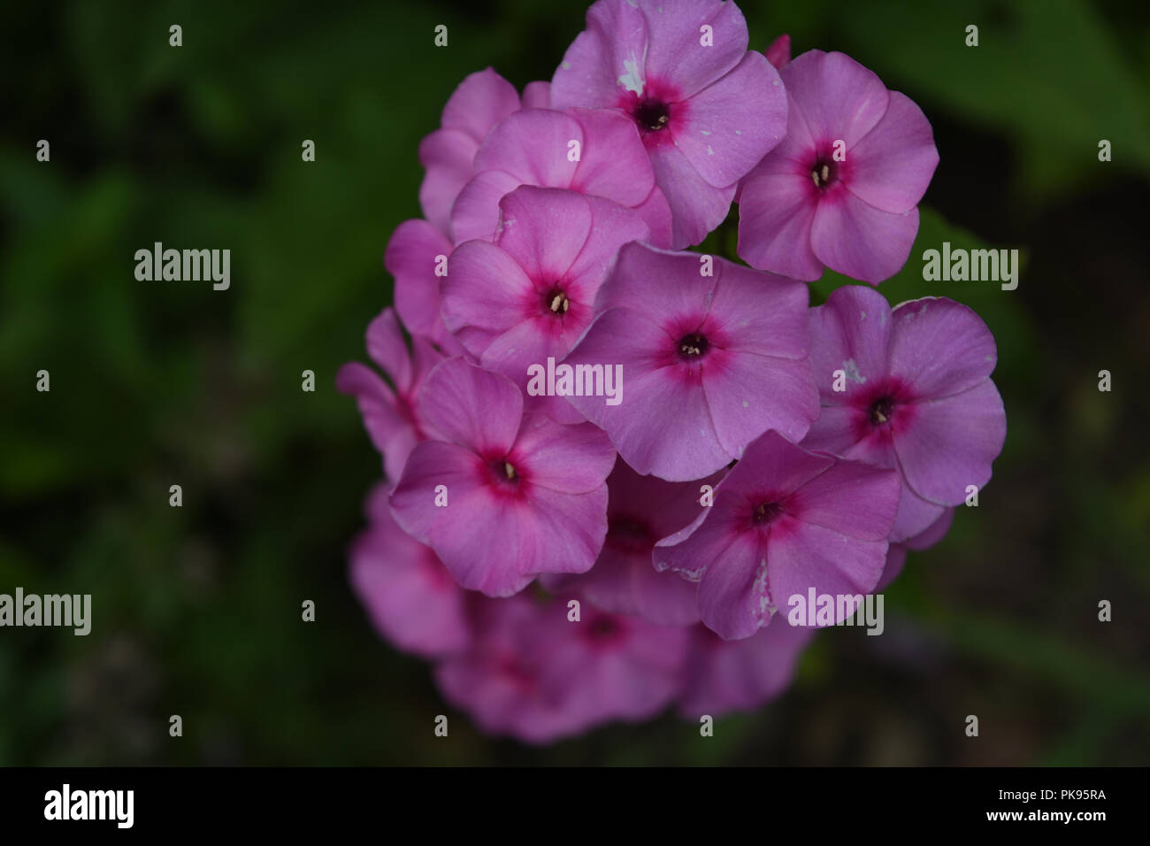 Garden with a gorgeous group of blooming pink phlox flowers Stock Photo ...