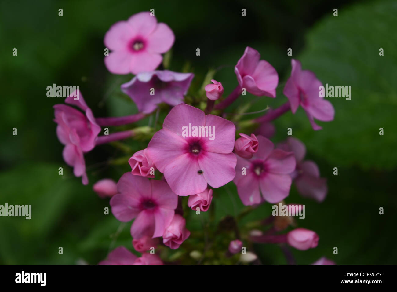 Garden with blooming dark pink phlox flowers Stock Photo - Alamy