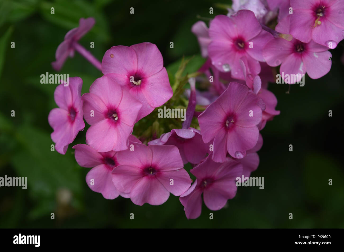 Gorgeous garden with blooming pink phlox flowers Stock Photo - Alamy