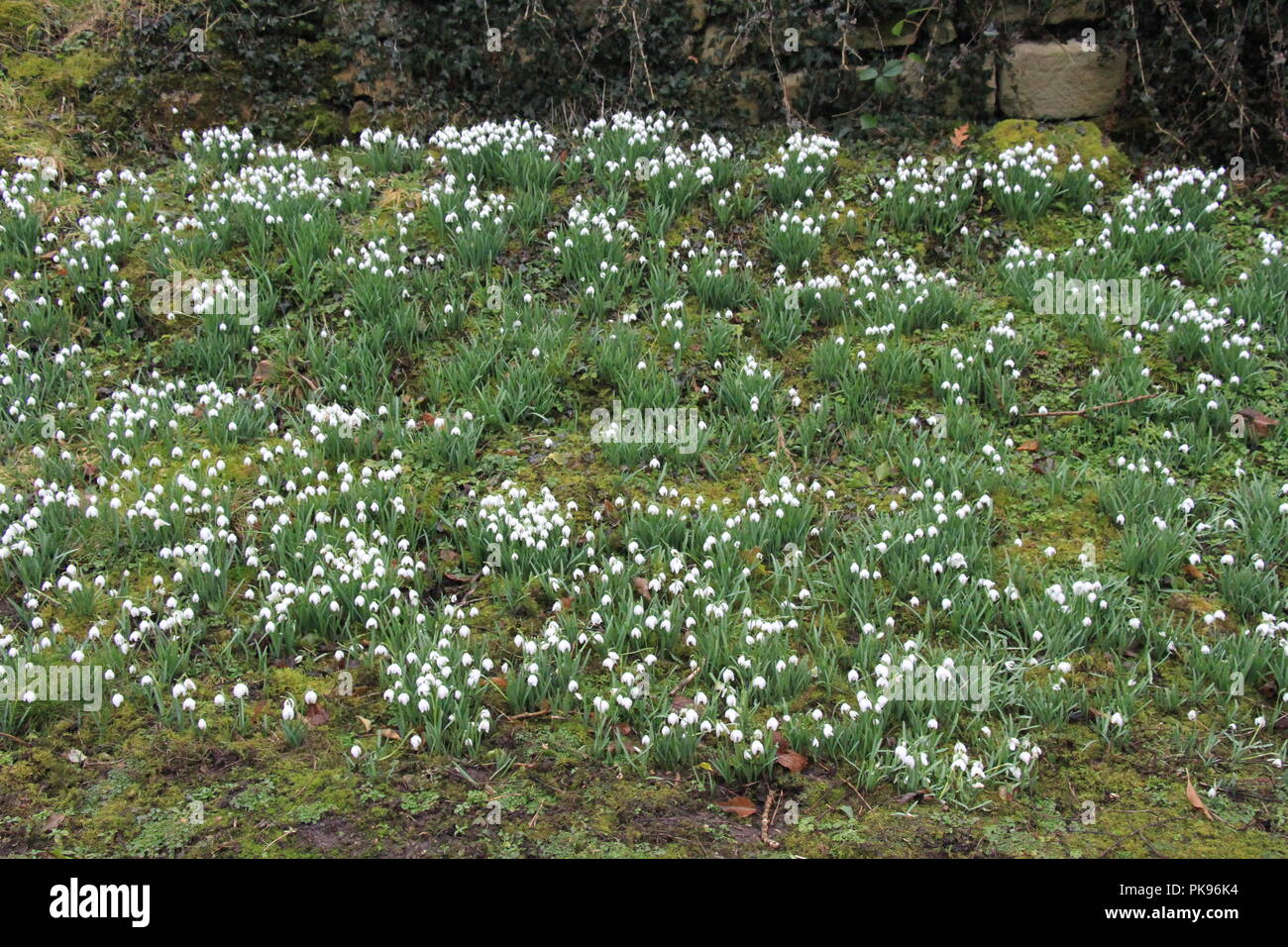 Fountains abbey yorkshire snowdrops hires stock photography and images
