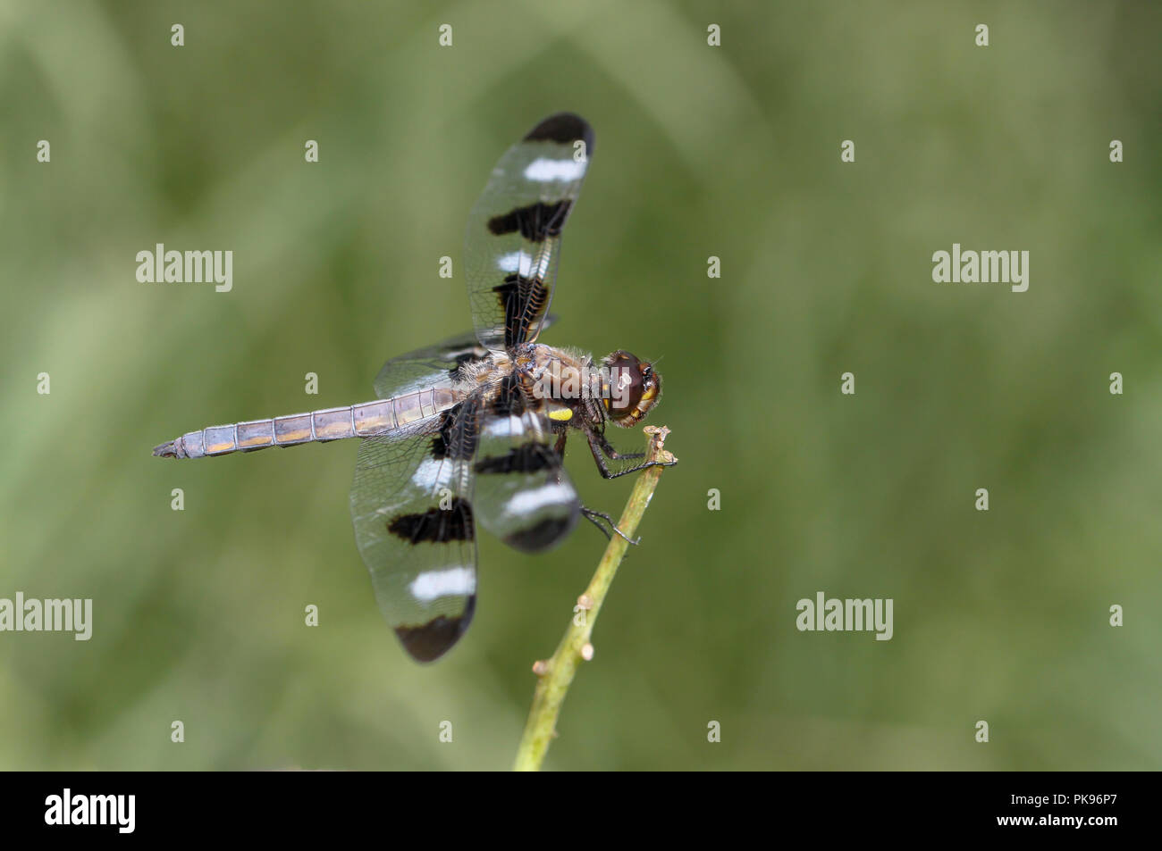 Twelvespotted skimmer resting on plant at backyard pond Stock Photo