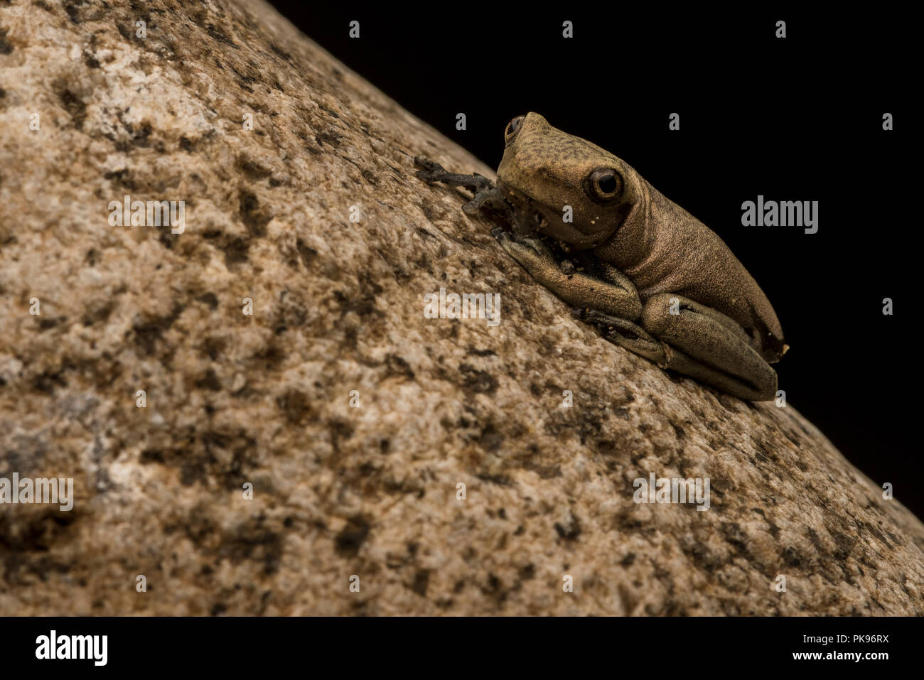 A newly metamorphosed map tree frog (Boana geographica) clings to a river rock, before the night ends it will disperse into the forest. Stock Photo