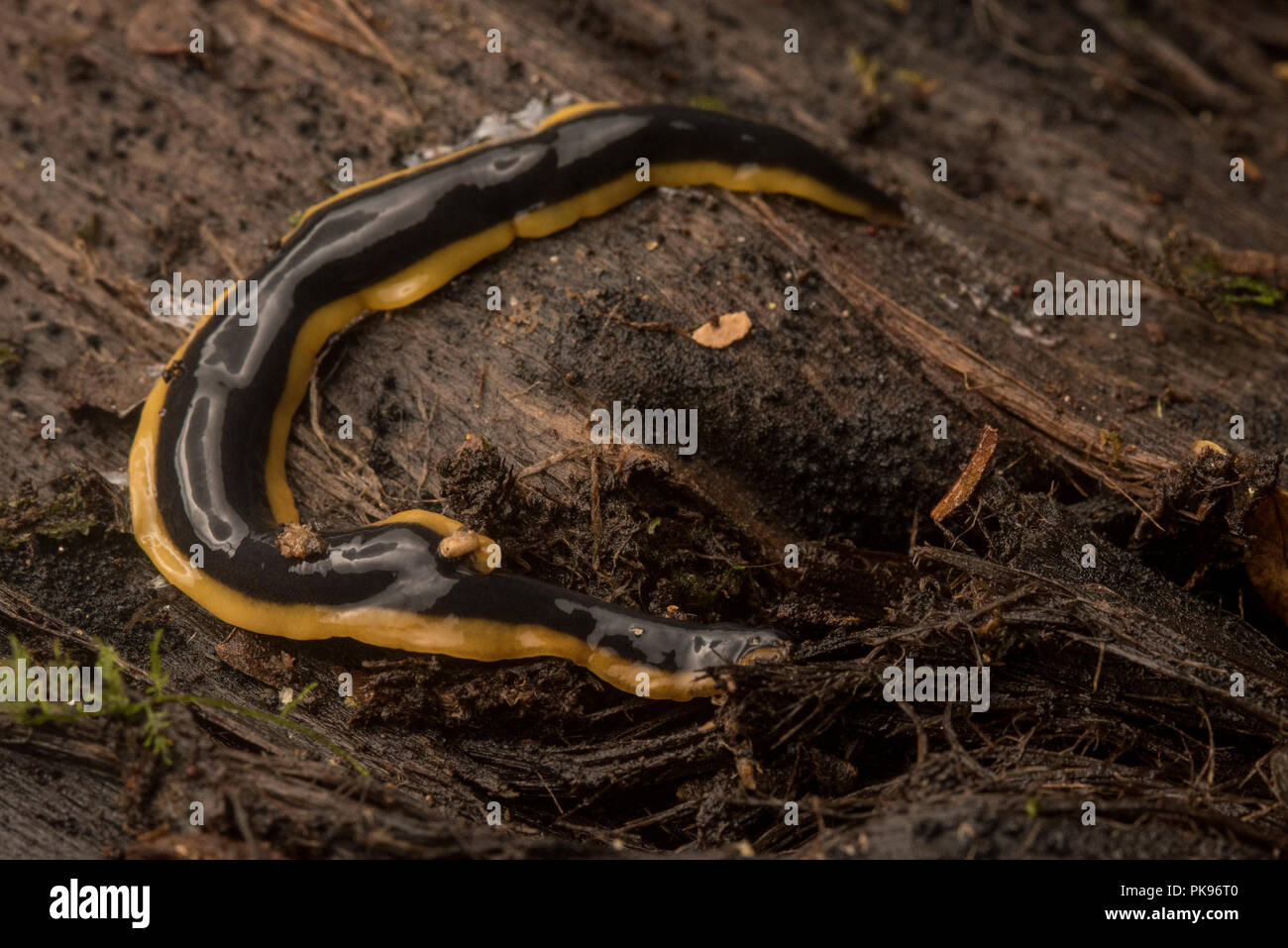 A terrestrial flatworm from the jungle near Manu national park in Peru. Stock Photo