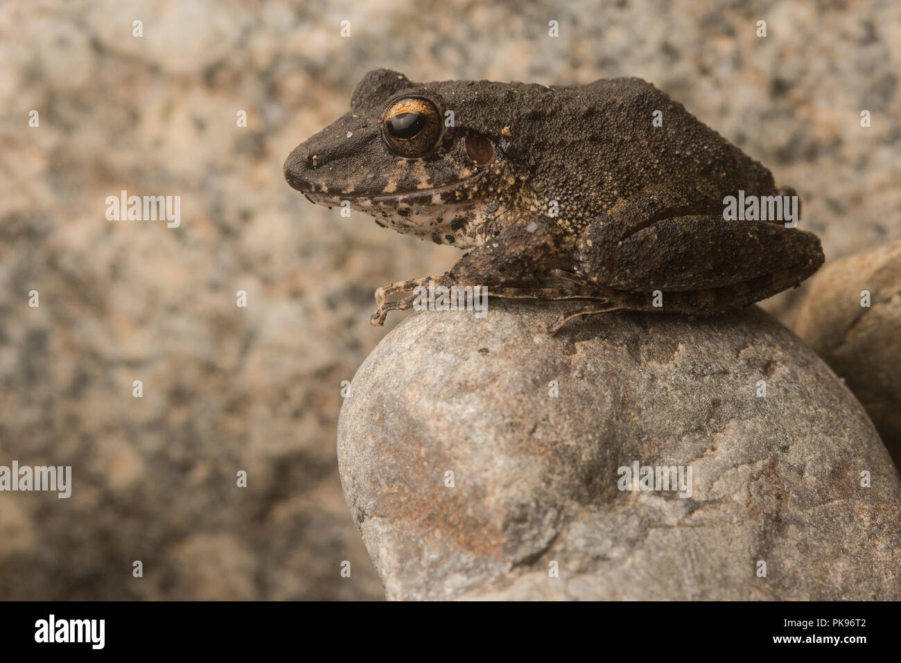 A brown nondescript frog found near Pilcopata, Peru.  Likely an Oreobates species but possible a Pristimantis. Stock Photo