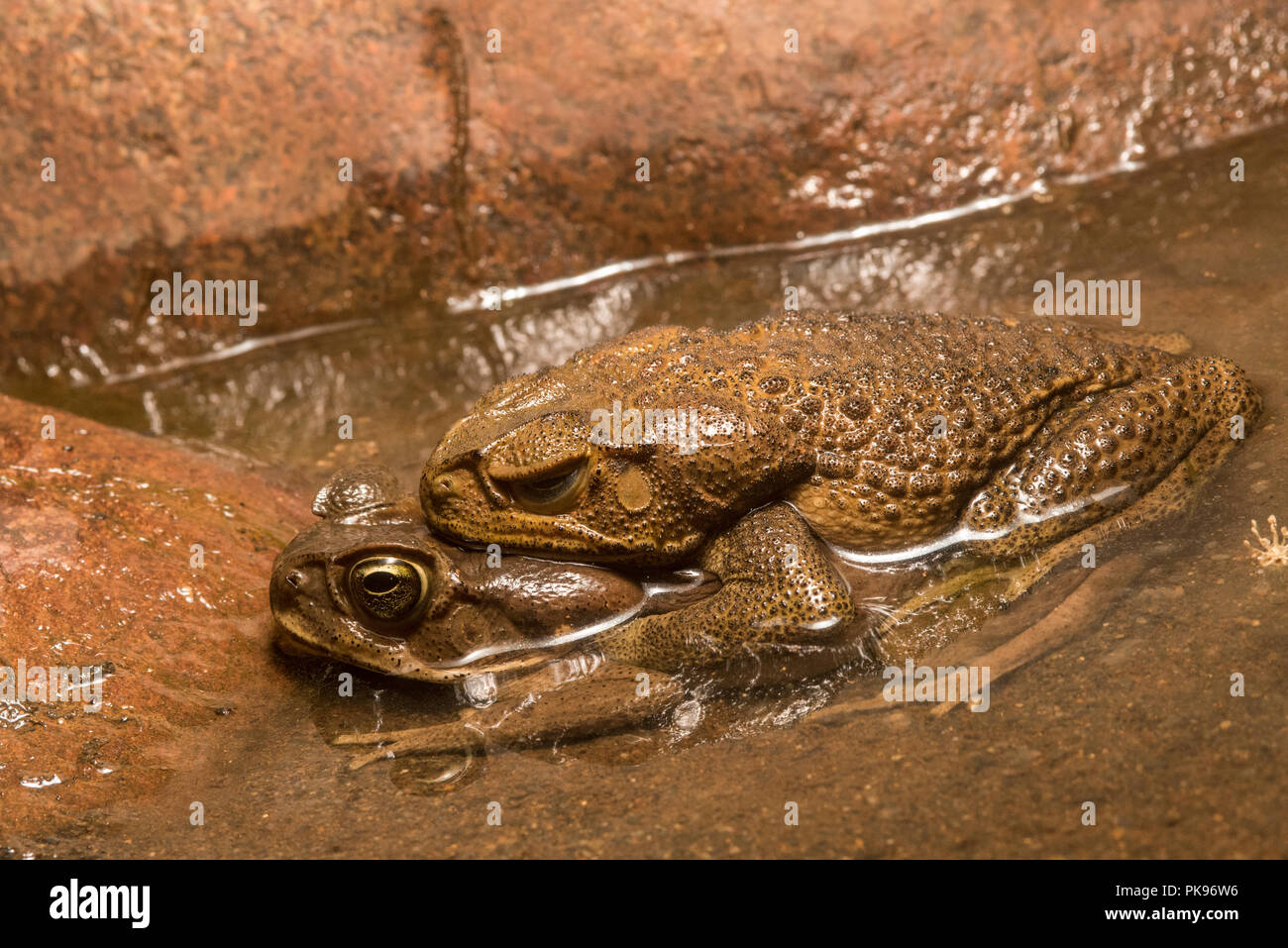 Two toads from near Manu national park in Peru.  These may be Rhinella poeppigii rather than R. marina but the 2 are visually indistinguishable. Stock Photo