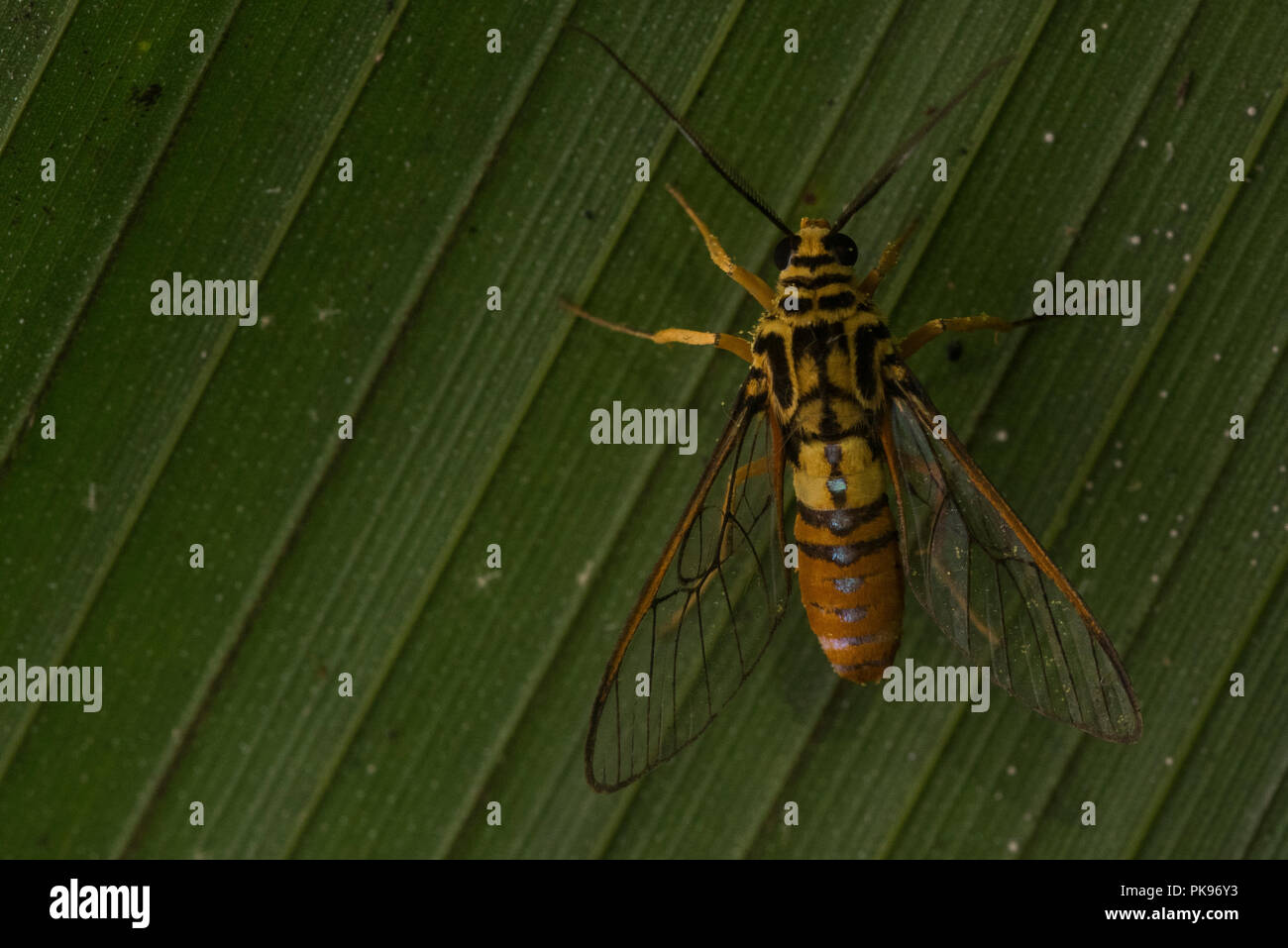 A harmless clearwing moth, mimics a stinging wasp in order to deter potential predators. Stock Photo