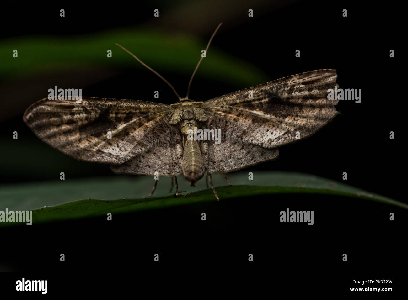 A small moth from the Peruvian jungle very close to the brazilian and bolivian borders. Stock Photo