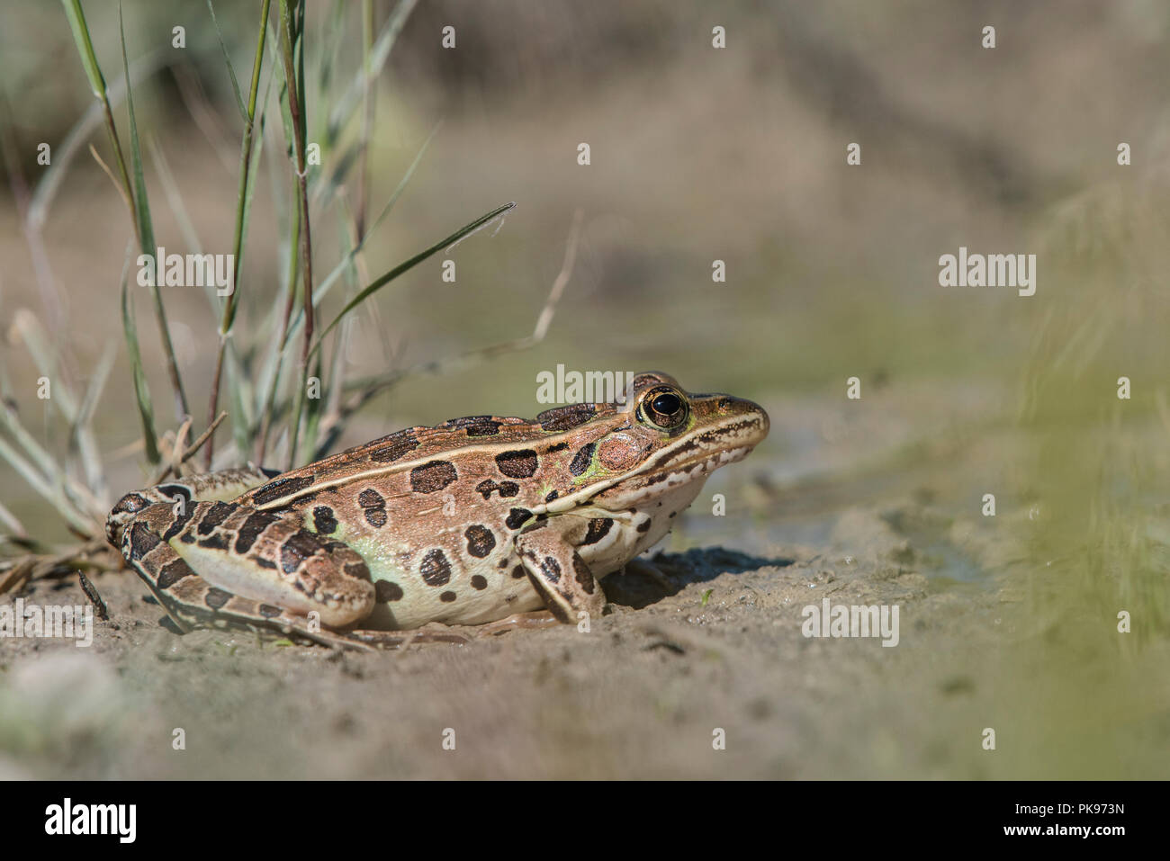 A Northern leopard frog (Lithobates pipiens) sitting in a muddy puddle of Horicon marsh, Wisconsin. Stock Photo